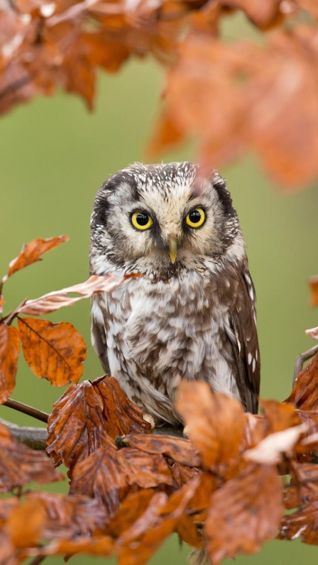 Download mobile wallpaper Birds, Owl, Animal for free.