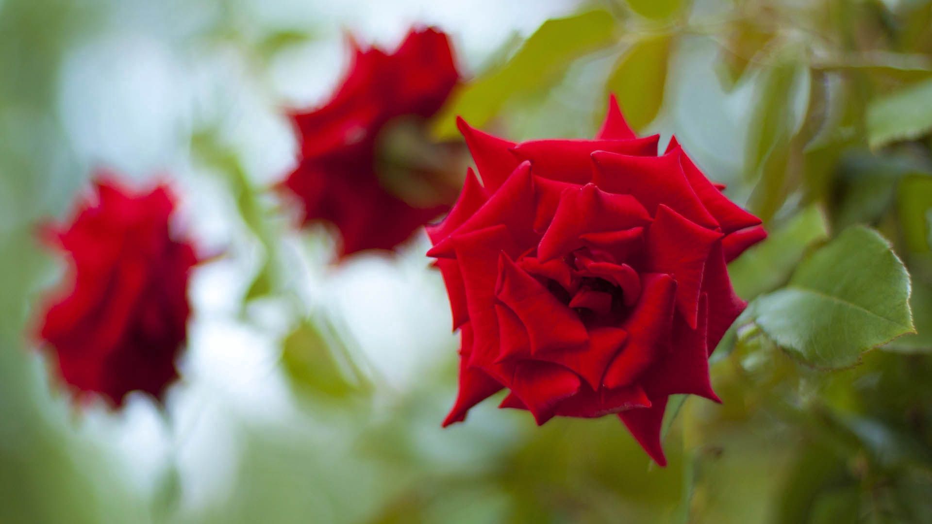 Download mobile wallpaper Petals, Plant, Rose, Rose Flower, Flowers for free.