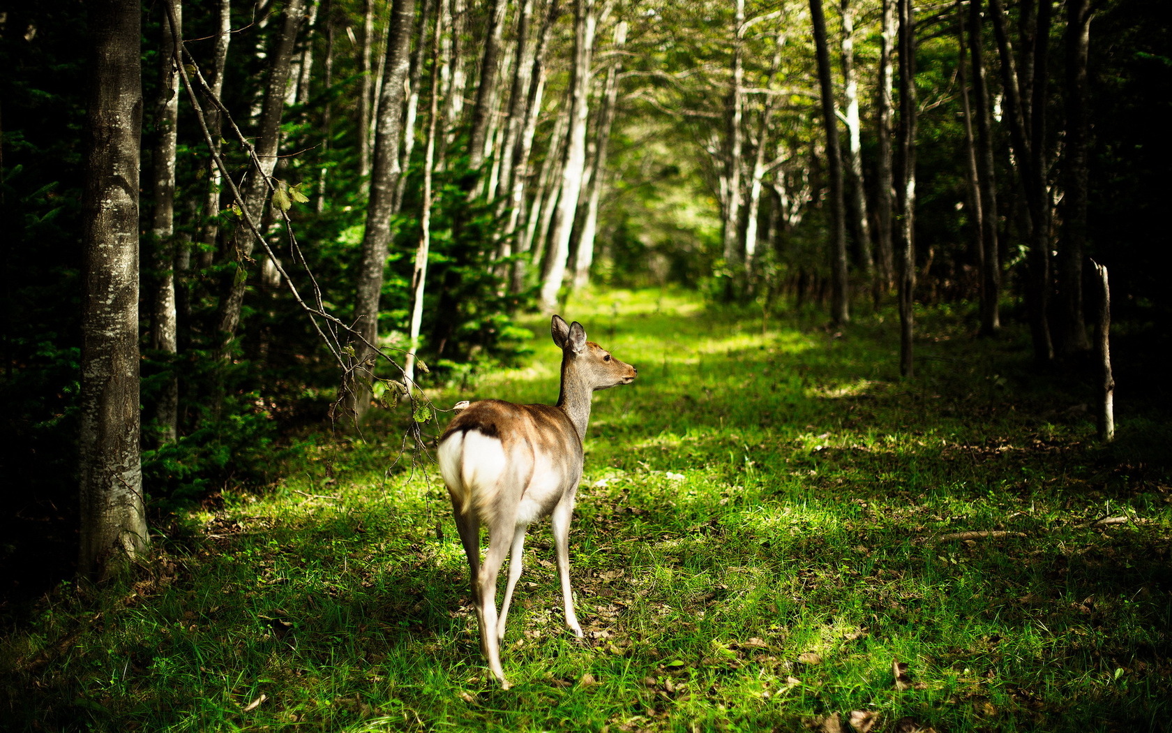 Free download wallpaper Animal, Deer on your PC desktop