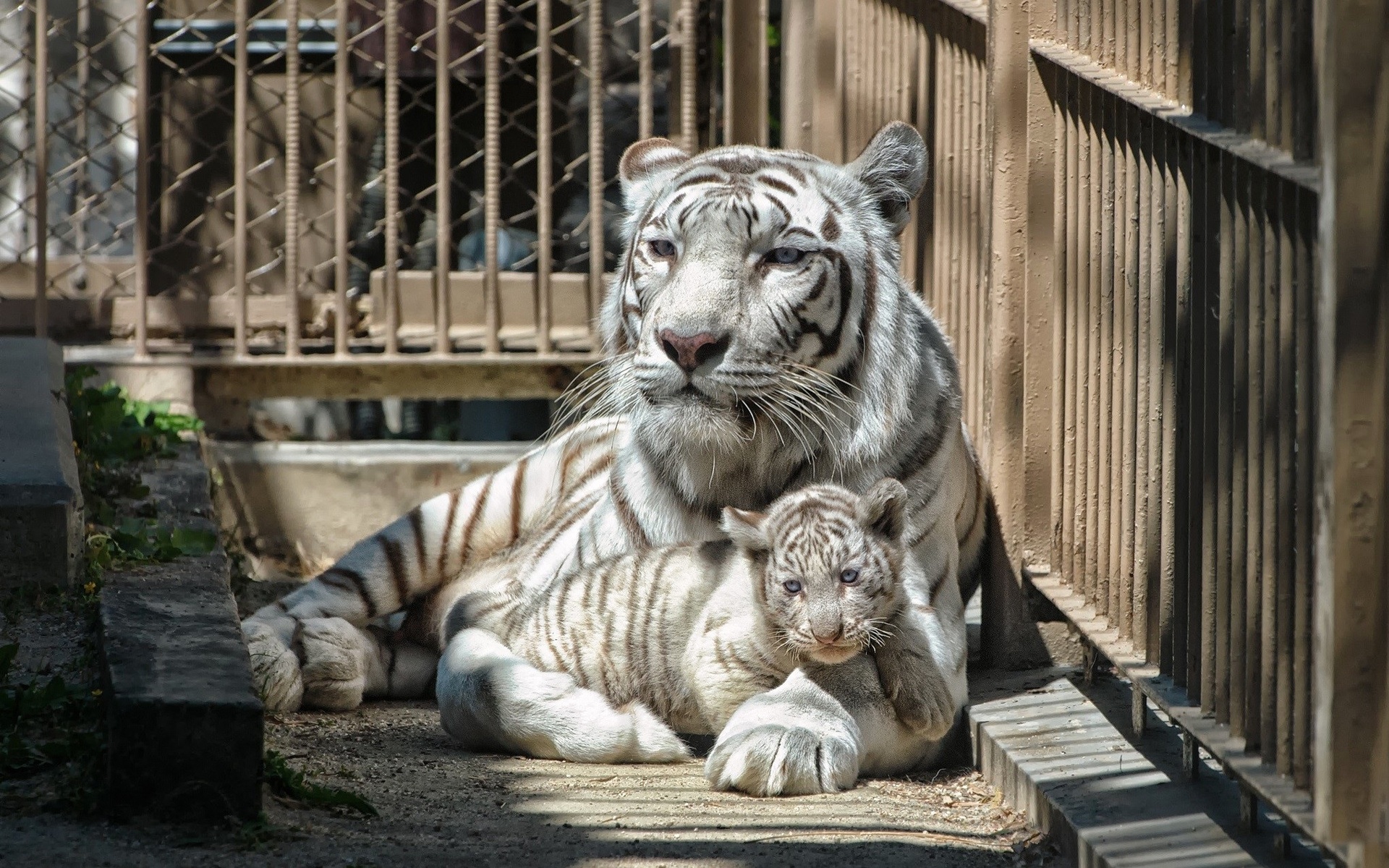 Скачати мобільні шпалери Тигр, Тварина, Коти, Білий Тигр безкоштовно.