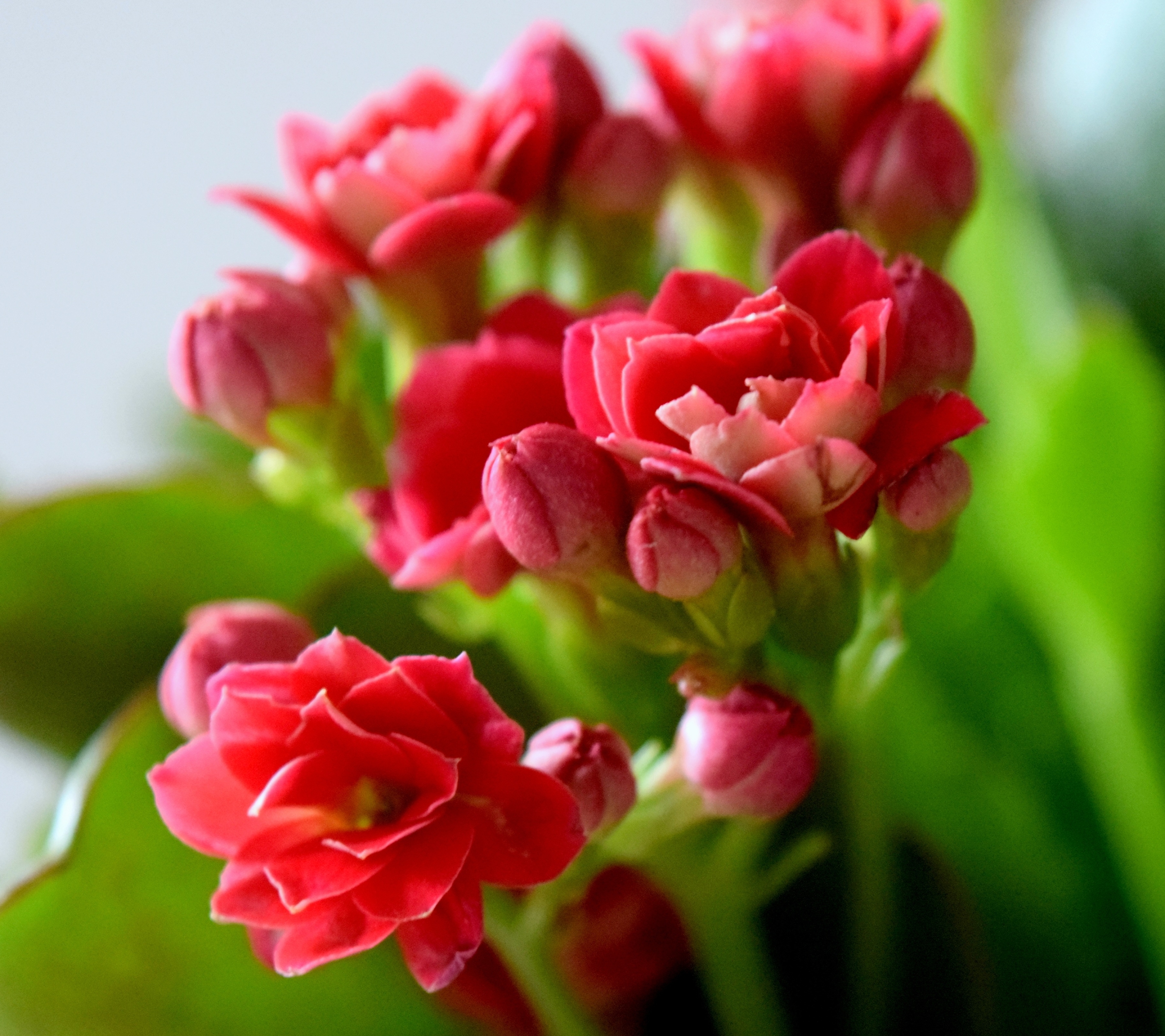 Laden Sie das Blumen, Blume, Knospe, Blütenblatt, Erde/natur-Bild kostenlos auf Ihren PC-Desktop herunter