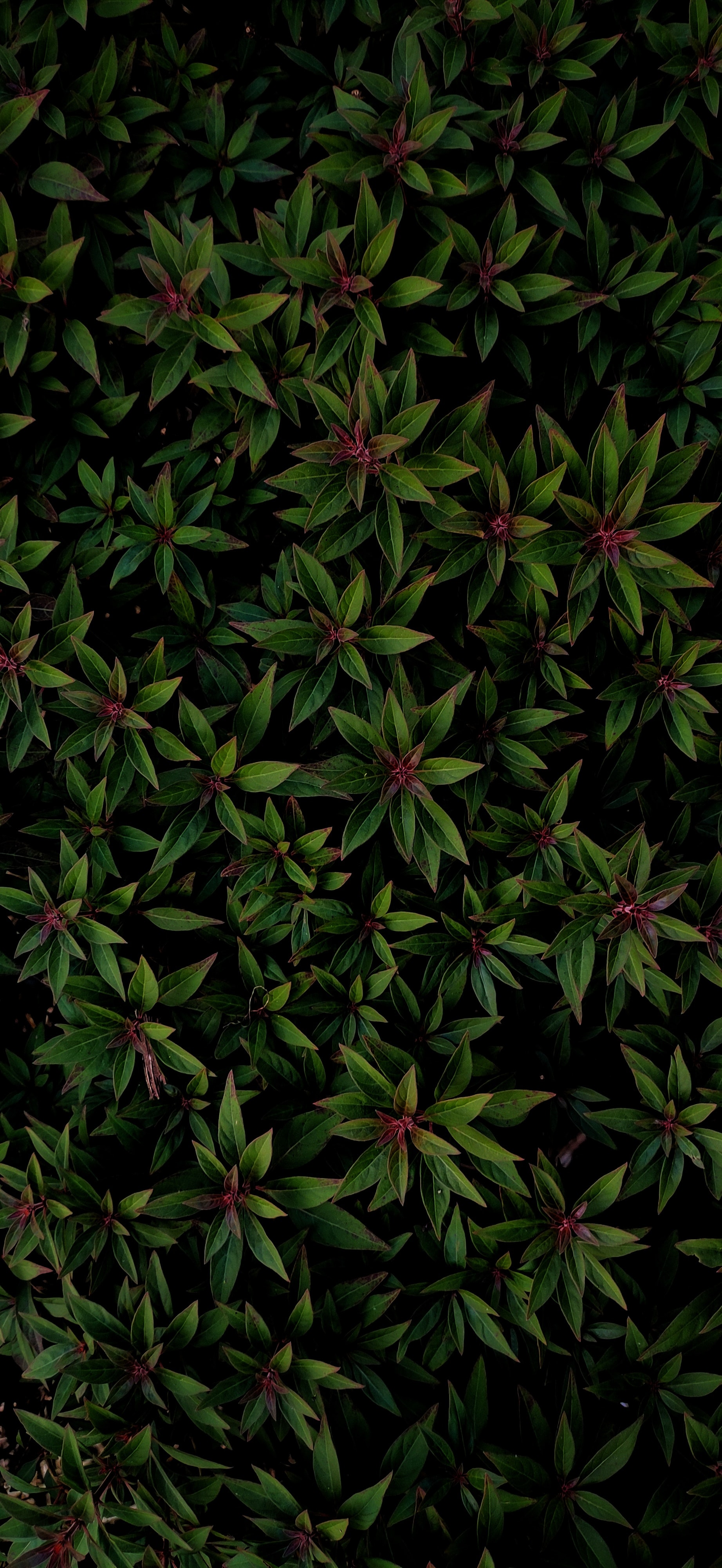 Free download wallpaper Leaves, Bush, Nature, Plant, Veins on your PC desktop