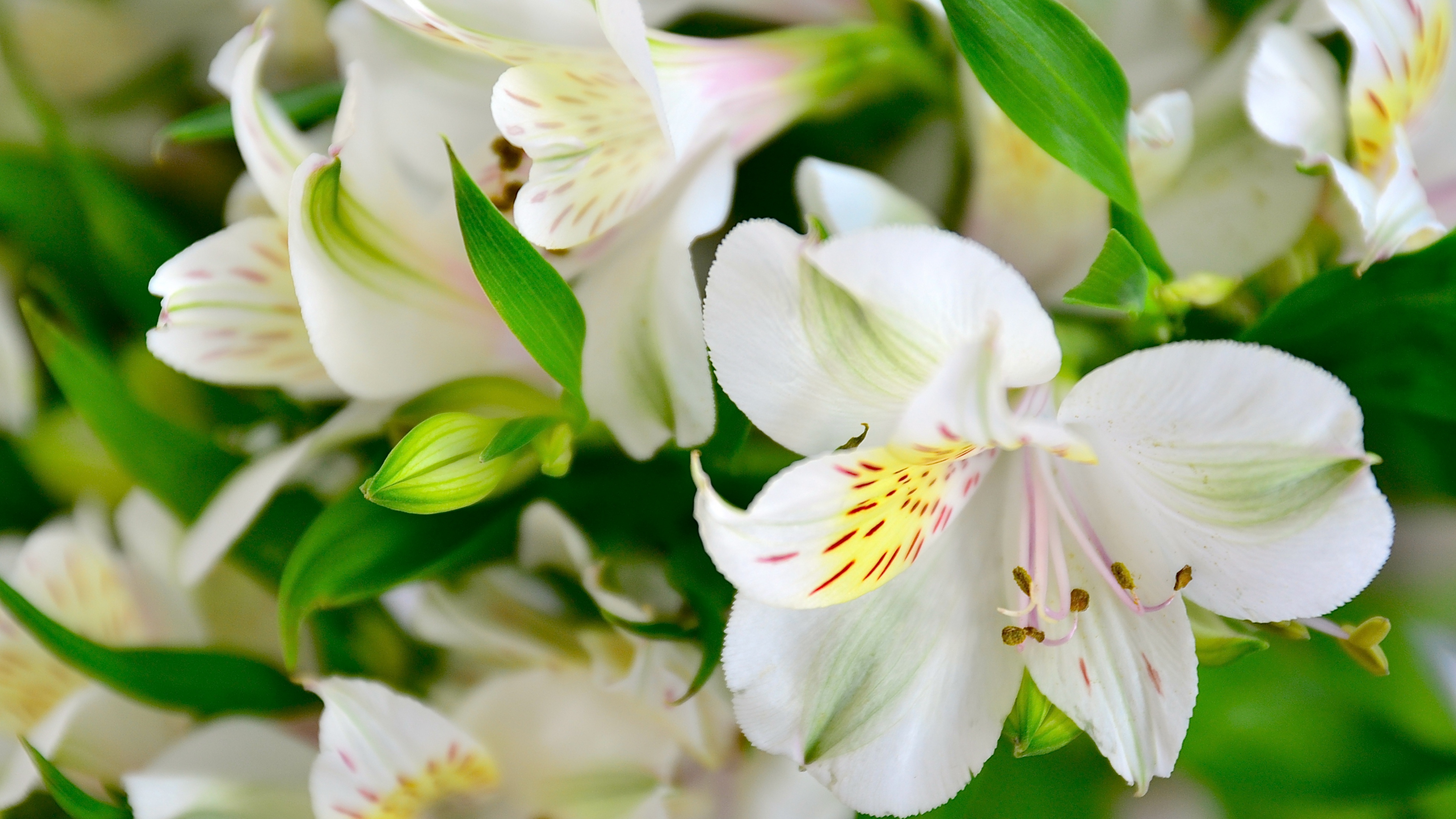 Free download wallpaper Flowers, Earth, Lily on your PC desktop