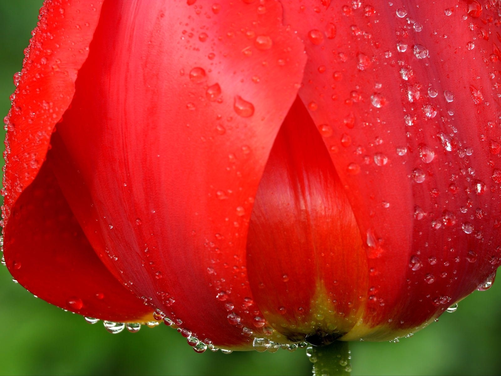 Free download wallpaper Plants, Flowers, Drops, Tulips on your PC desktop