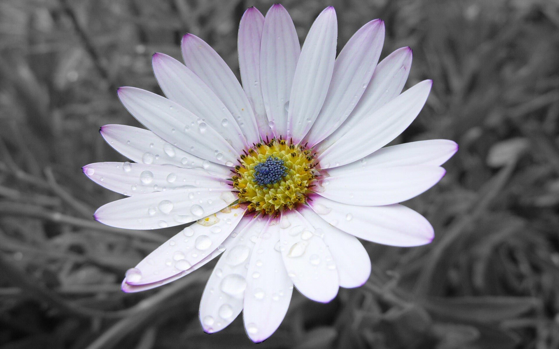 Free download wallpaper Flowers, Flower, Earth, Petal, Daisy on your PC desktop