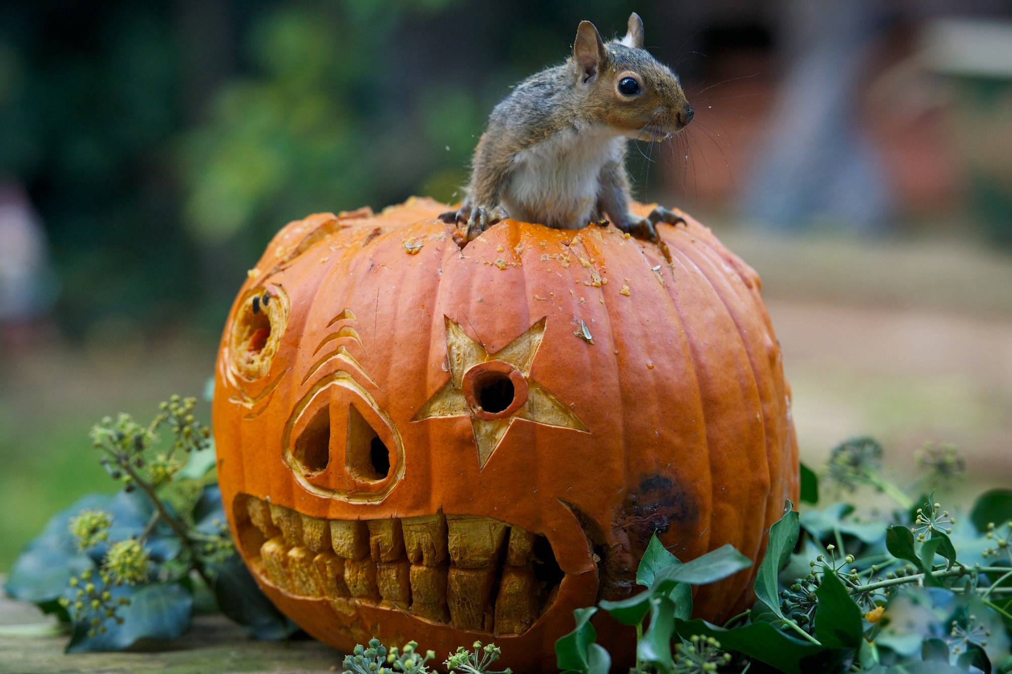 Free download wallpaper Squirrel, Animal, Rodent, Jack O' Lantern on your PC desktop