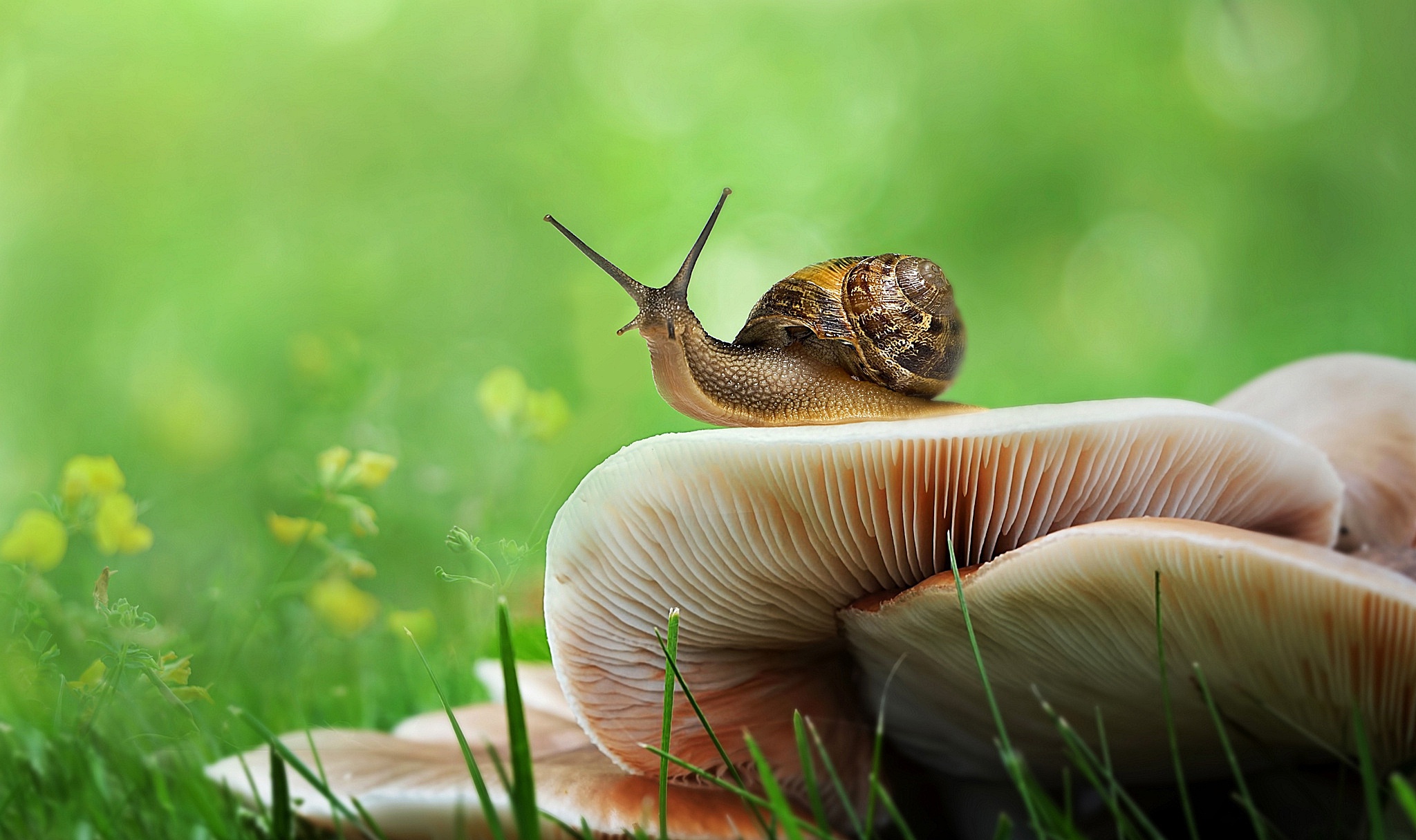 Download mobile wallpaper Grass, Blur, Animal, Mushroom, Snail for free.