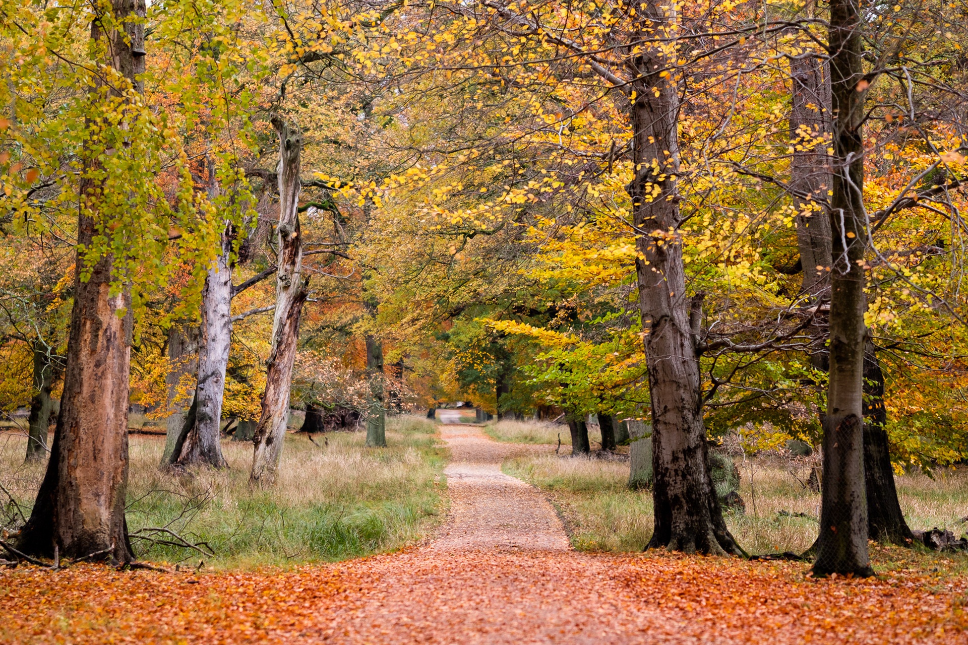 Laden Sie das Natur, Herbst, Baum, Pfad, Erde/natur, Schotterstraße-Bild kostenlos auf Ihren PC-Desktop herunter