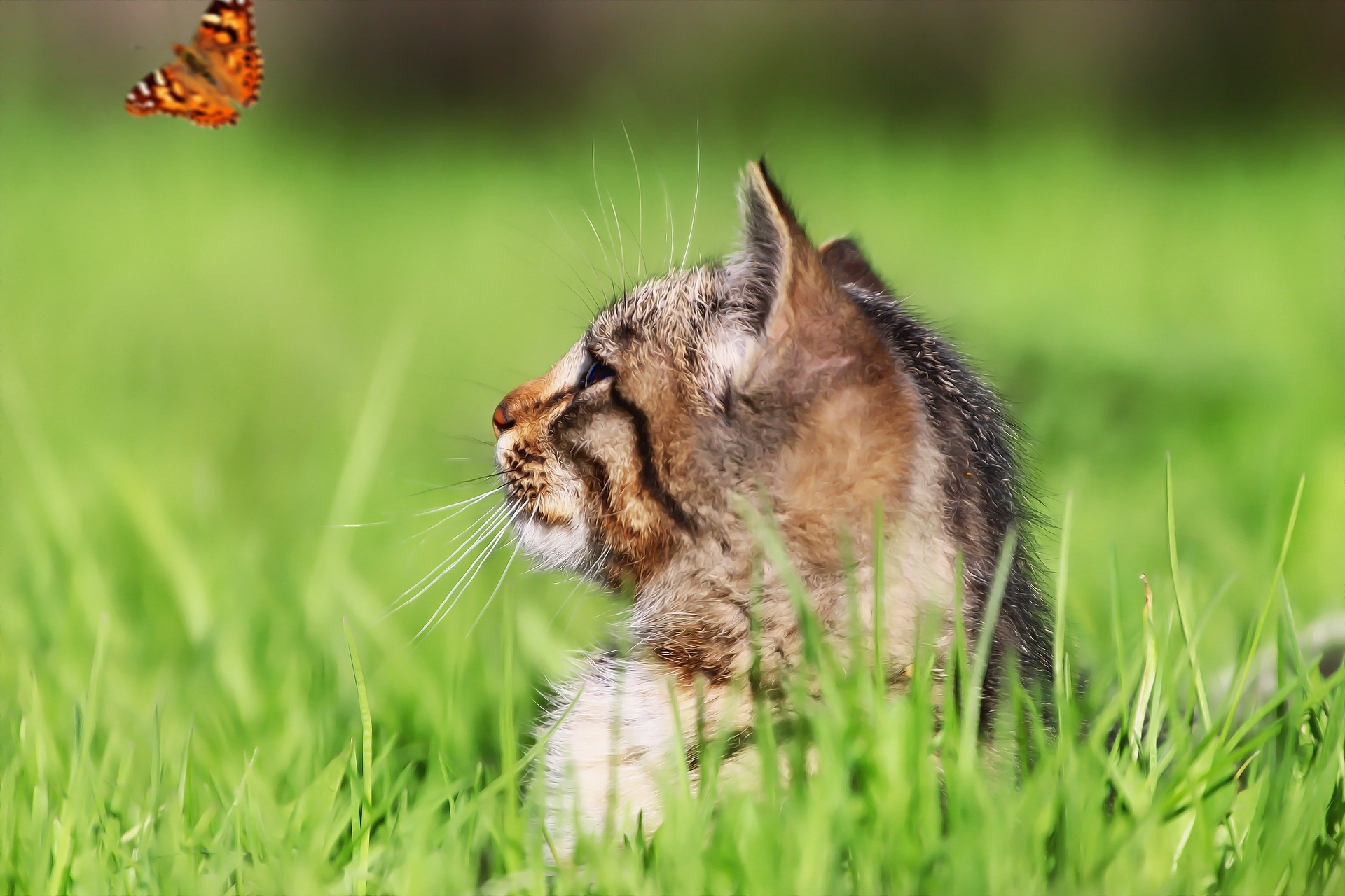 無料モバイル壁紙動物, 蝶, ネコ, 猫をダウンロードします。