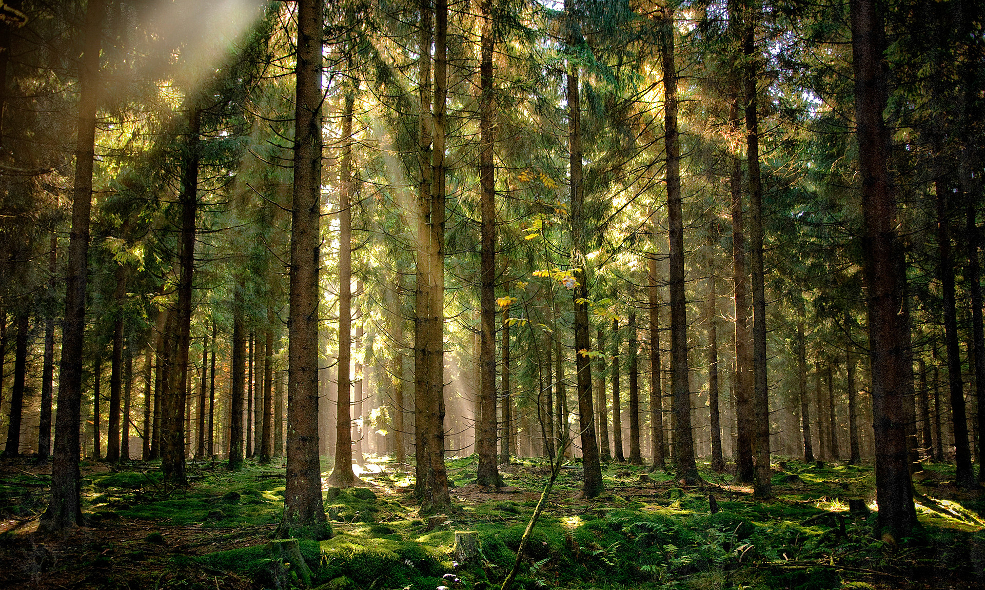 Download mobile wallpaper Light, Forest, Tree, Earth, Sunbeam for free.