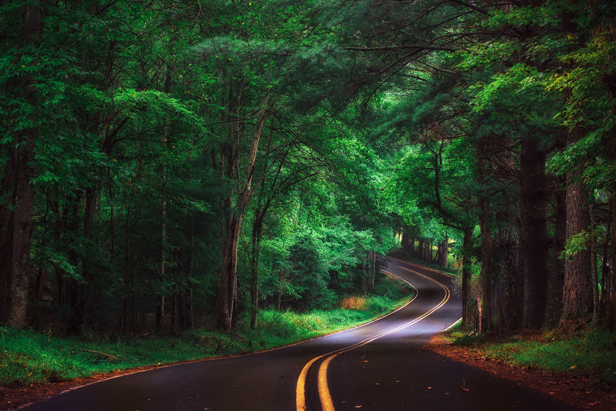 Descarga gratis la imagen Naturaleza, Bosque, Árbol, Carretera, Hecho Por El Hombre en el escritorio de tu PC