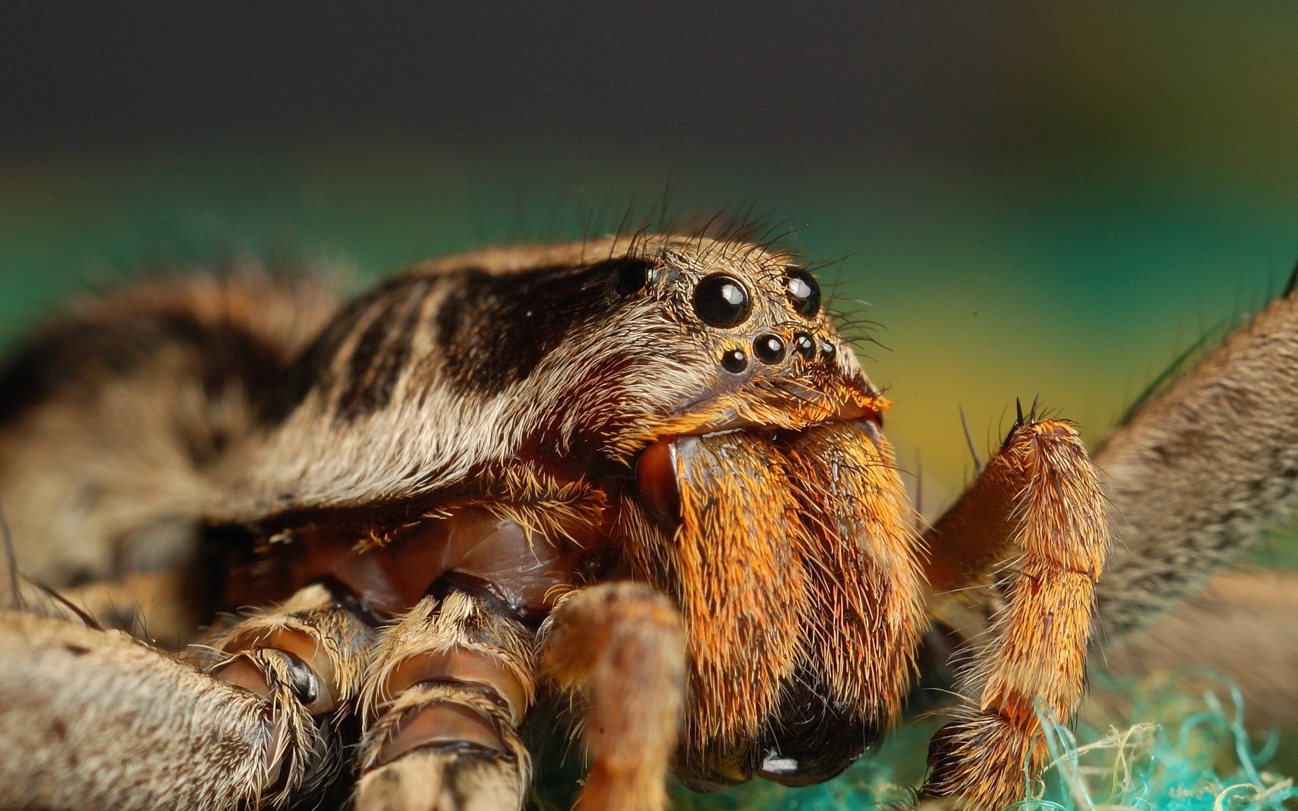 Descarga gratis la imagen Animales, Araña, Arañas en el escritorio de tu PC