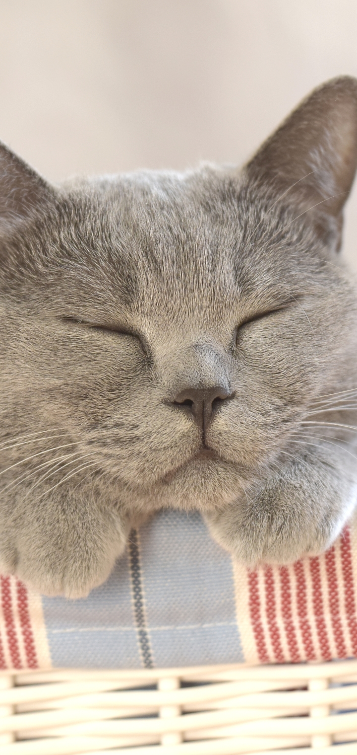 Download mobile wallpaper Cats, Cat, Animal, Sleeping, Cute for free.