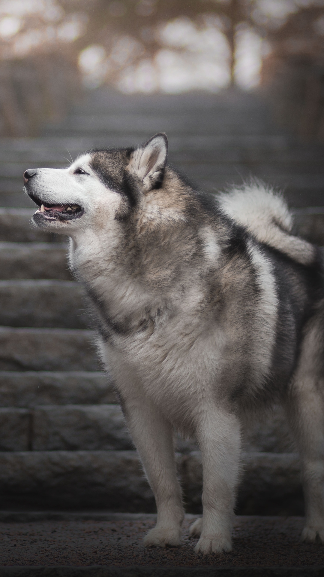 Handy-Wallpaper Tiere, Hunde, Hund, Treppe, Alaskan Malamute, Tiefenschärfe kostenlos herunterladen.