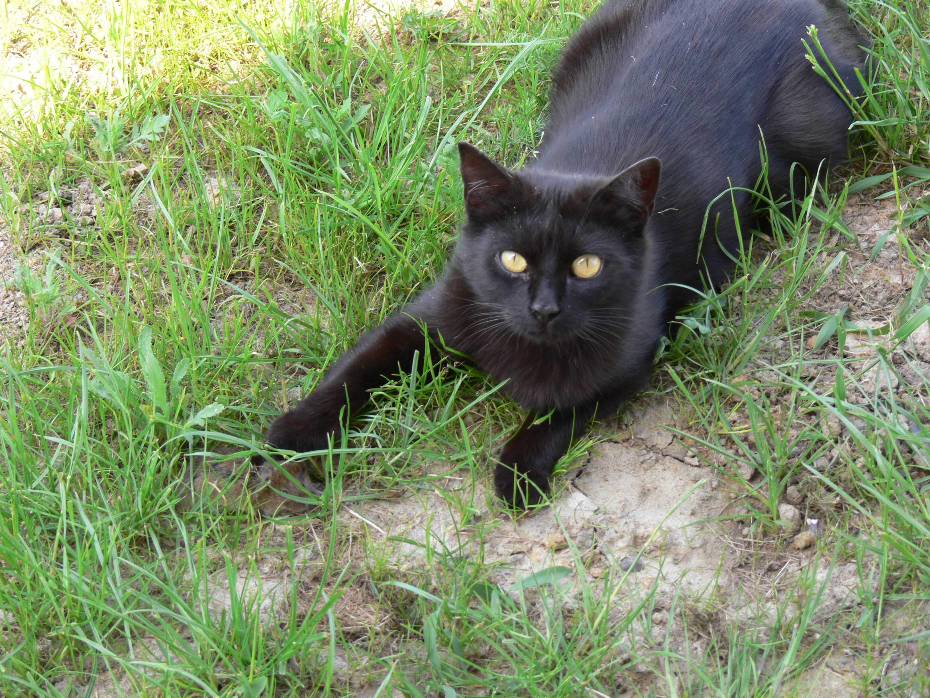 Baixe gratuitamente a imagem Animais, Gatos, Gato na área de trabalho do seu PC