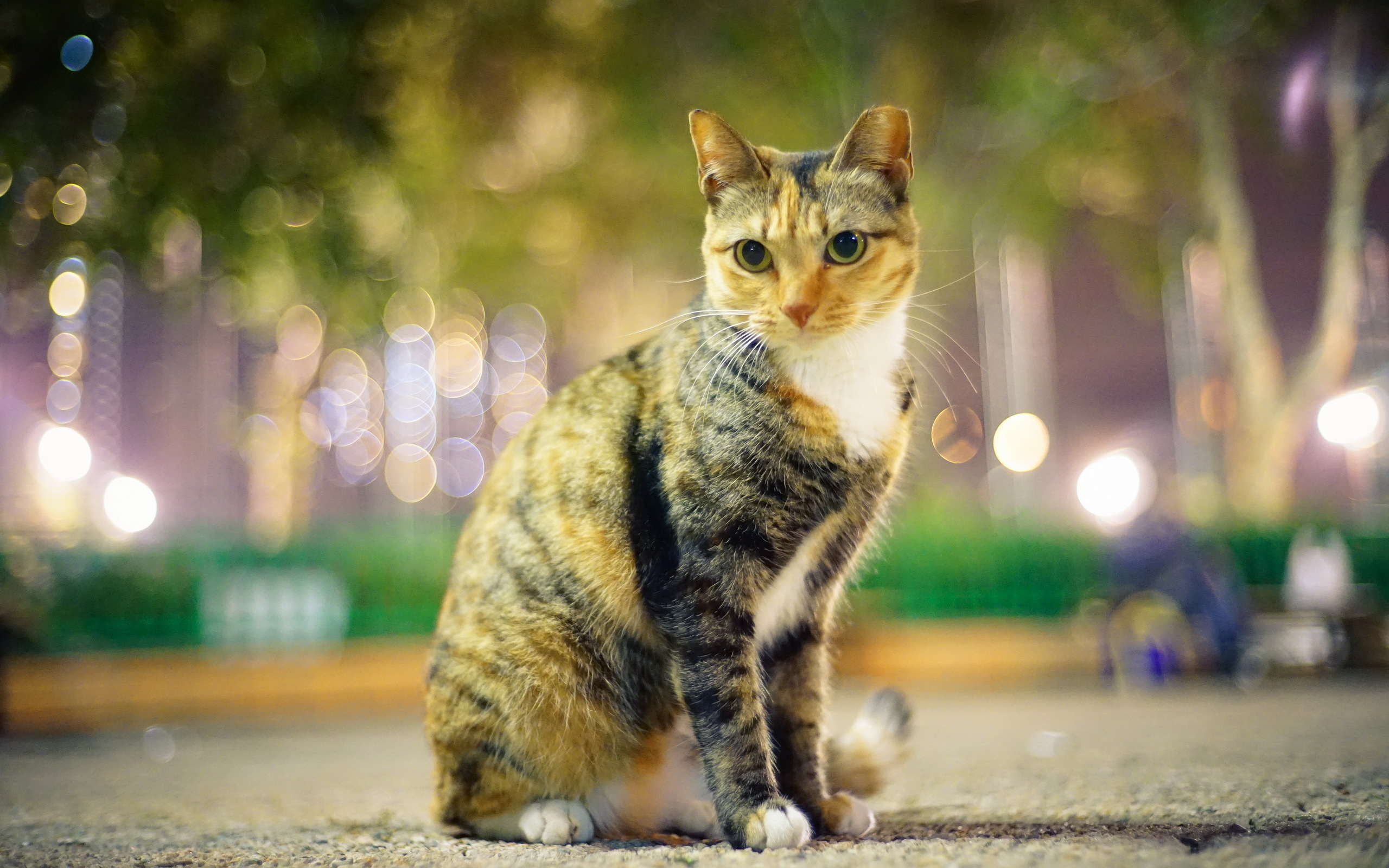 Baixe gratuitamente a imagem Animais, Gatos, Gato na área de trabalho do seu PC