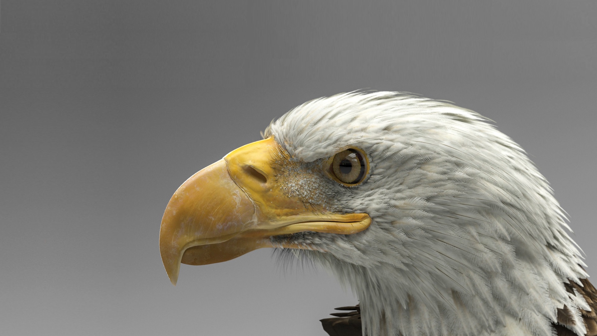 Download mobile wallpaper Birds, Close Up, Animal, Eagle, Profile, Bald Eagle for free.