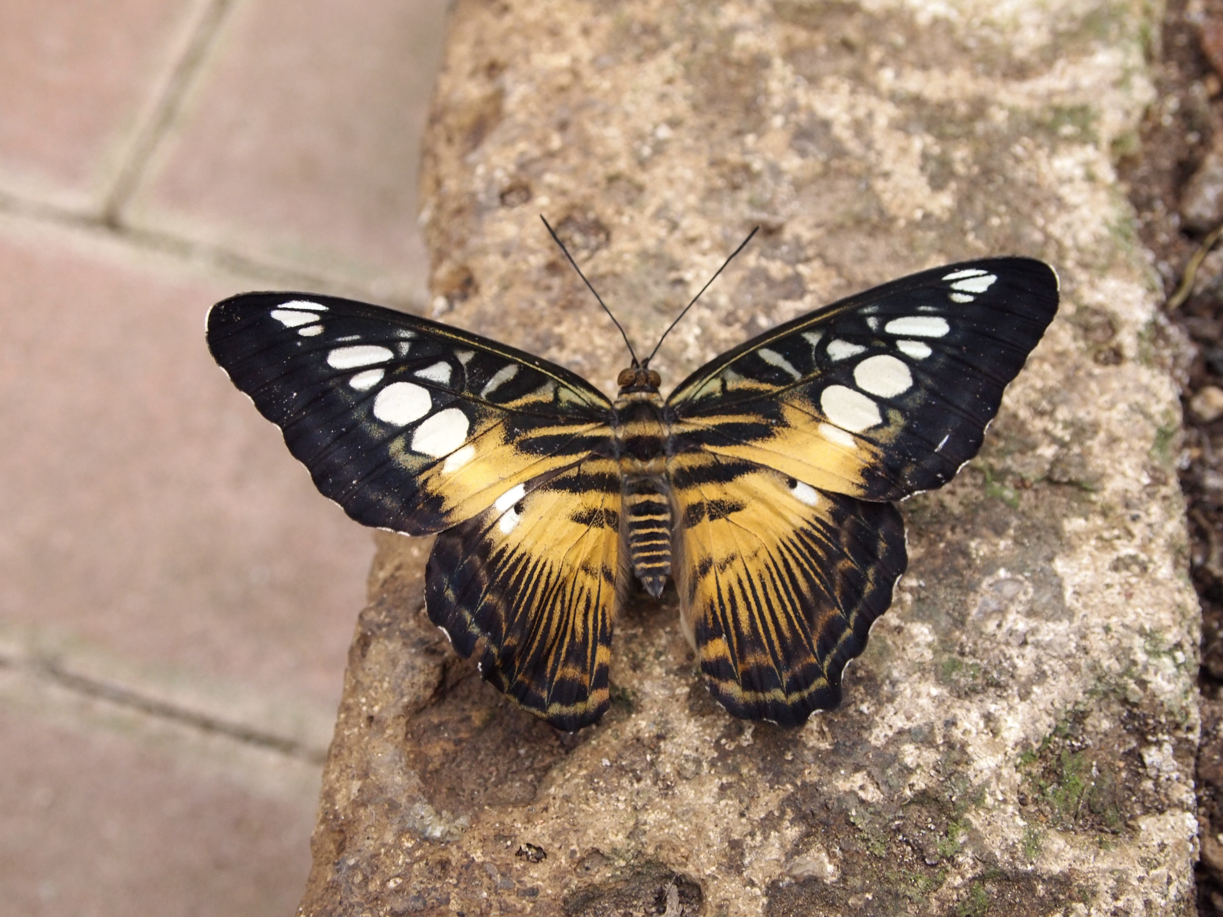 Free download wallpaper Butterfly, Animal on your PC desktop