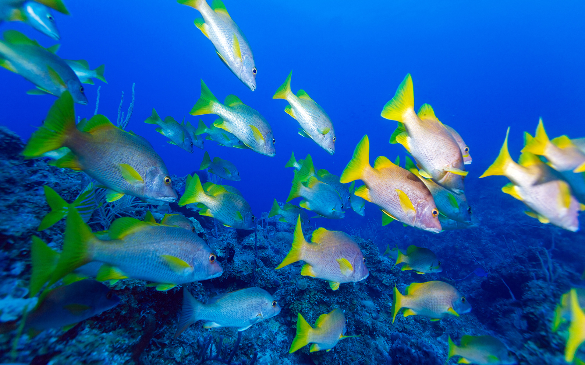 384188 descargar fondo de pantalla peces, animales, pez, arrecife, mar, submarina: protectores de pantalla e imágenes gratis