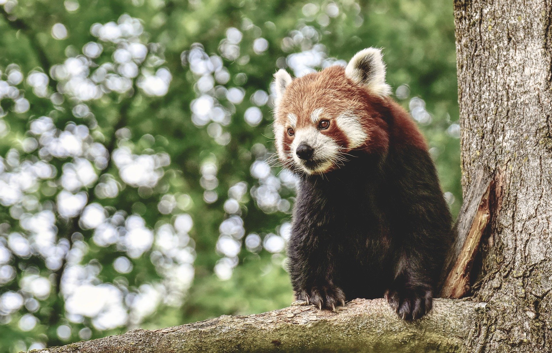 Descarga gratuita de fondo de pantalla para móvil de Animales, Bokeh, Panda Rojo.