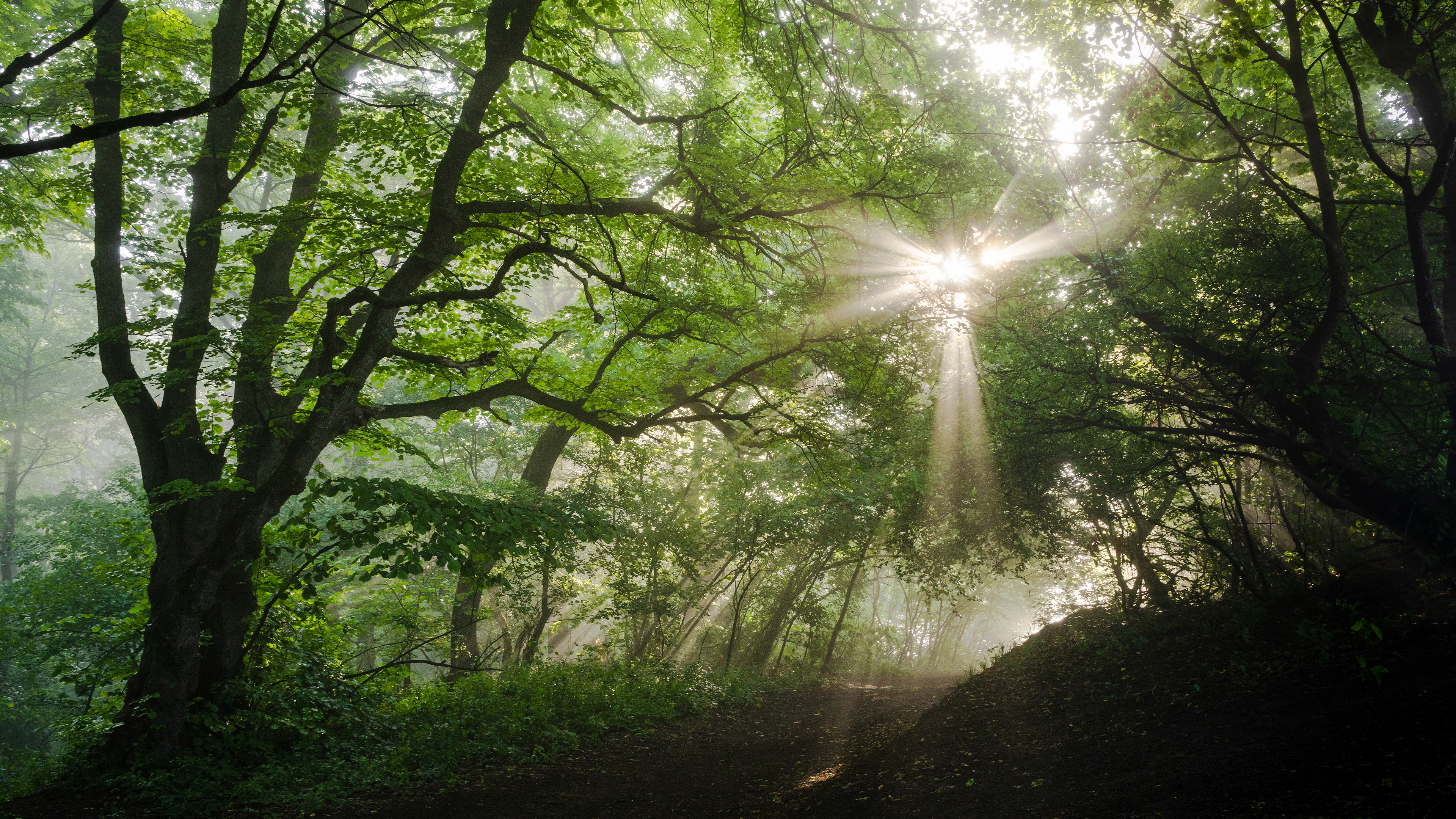 Download mobile wallpaper Forest, Earth, Sunbeam for free.