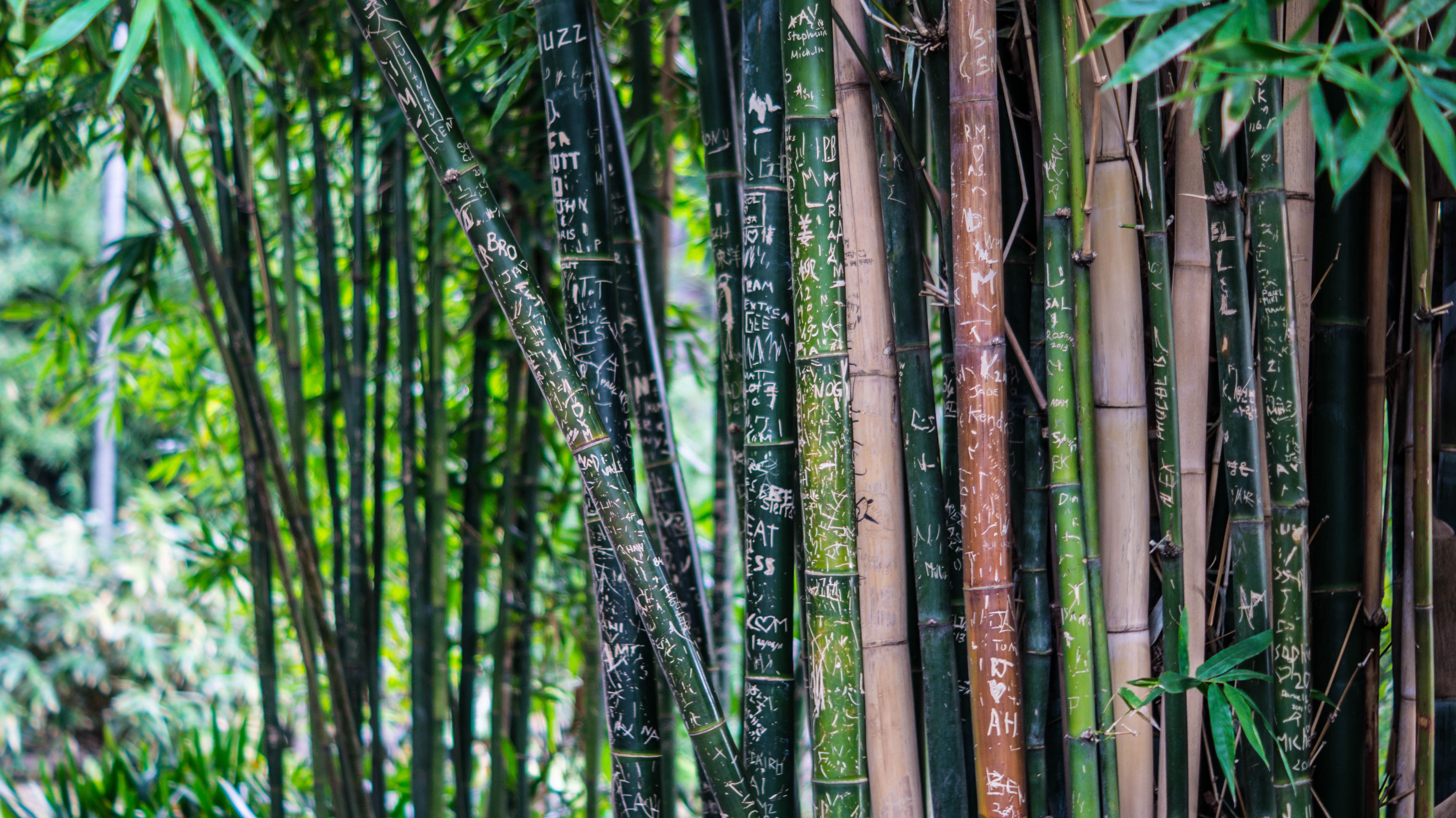plant, bamboo, nature, lettering, inscriptions