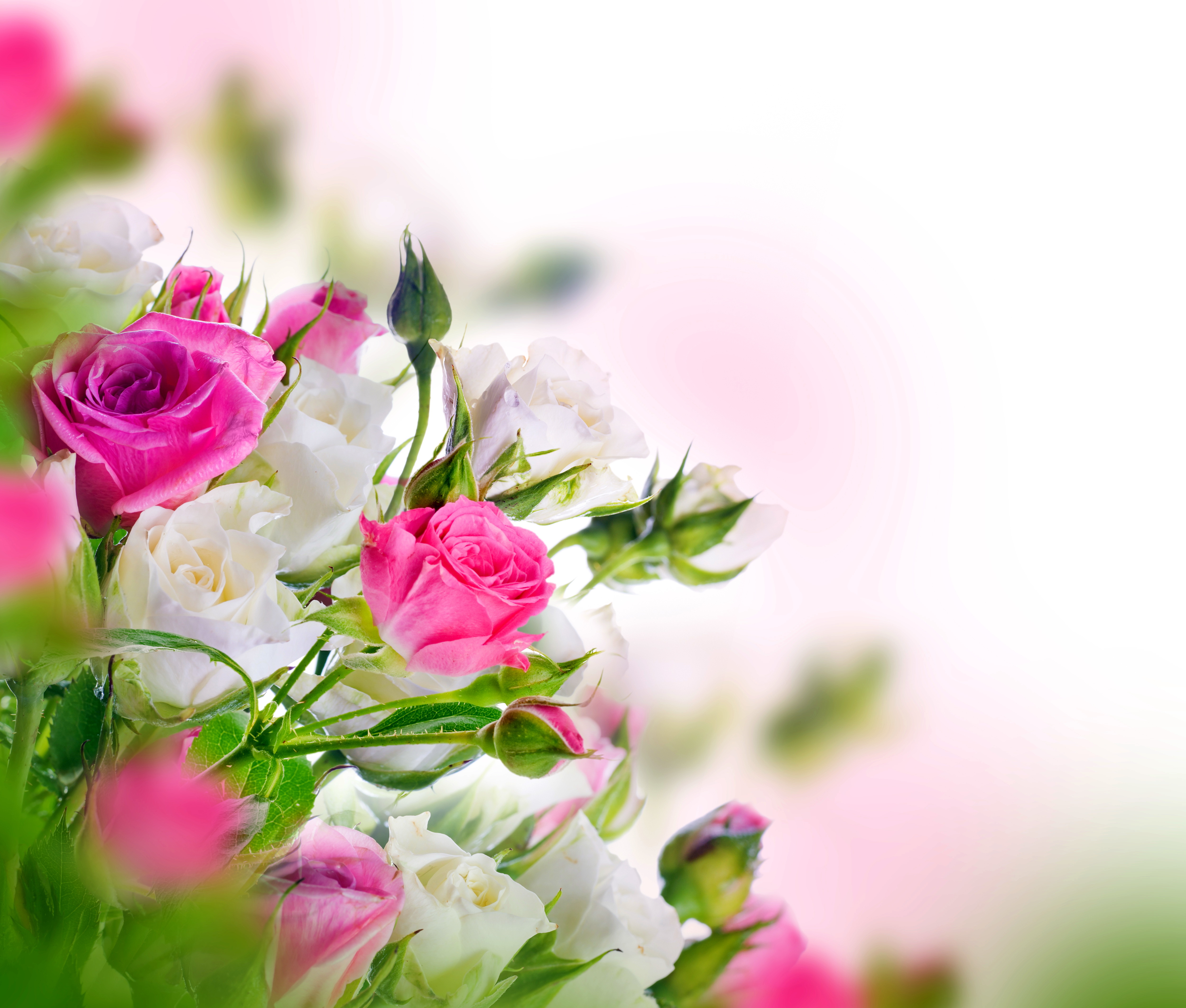 Handy-Wallpaper Natur, Blumen, Blume, Rose, Weiße Blume, Erde/natur, Pinke Blume kostenlos herunterladen.