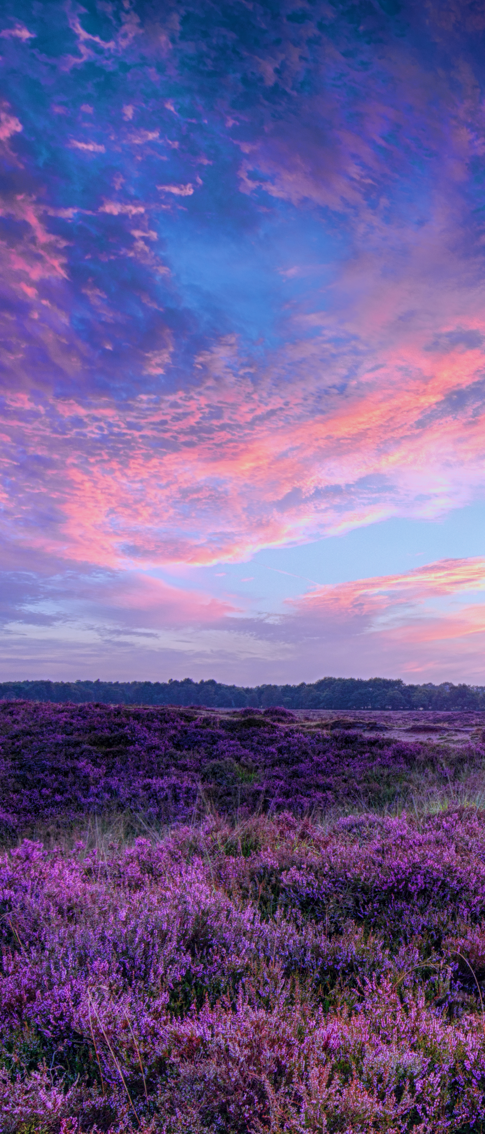 Download mobile wallpaper Sunset, Sky, Earth, Field, Purple Flower for free.
