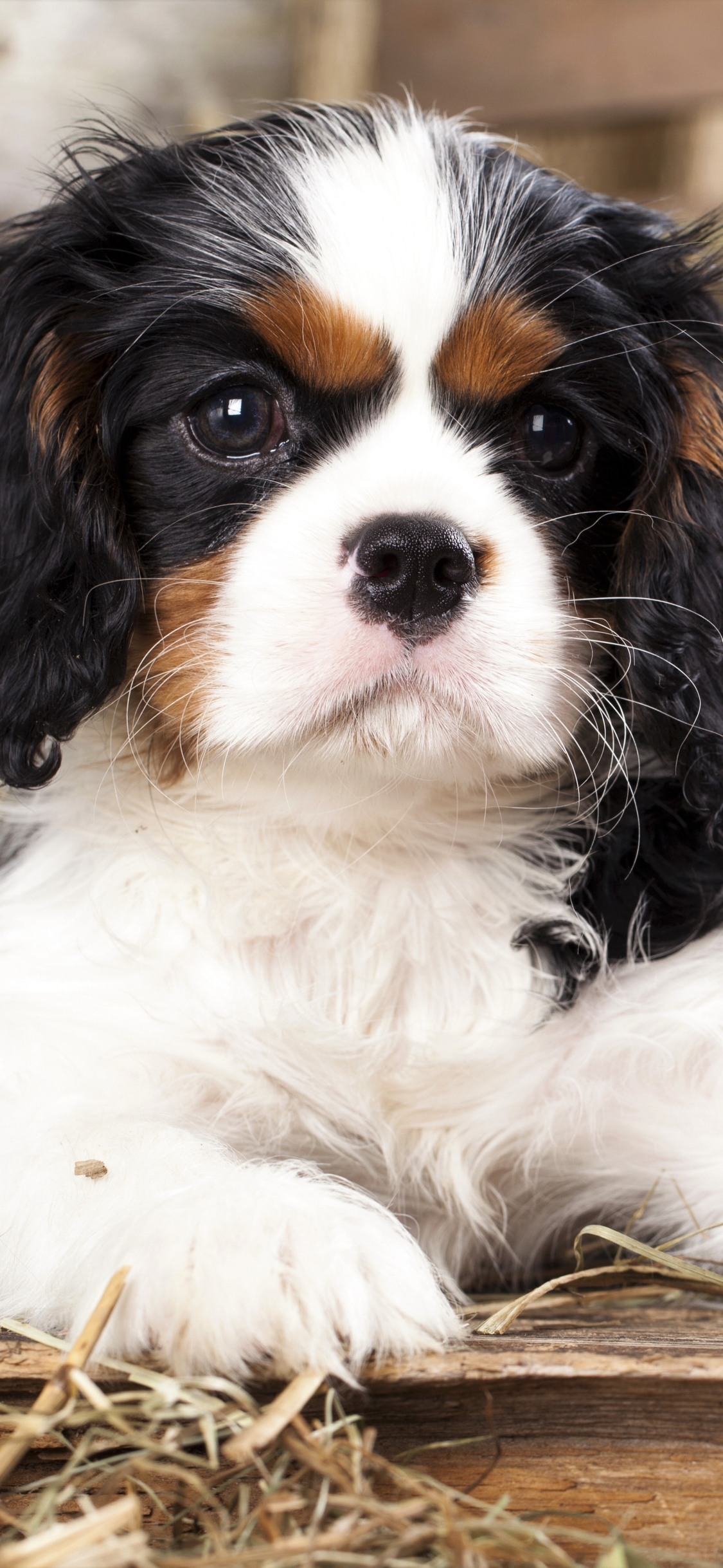 Download mobile wallpaper Dogs, Dog, Animal, Puppy, Baby Animal, King Charles Spaniel, Cavalier King Charles Spaniel for free.