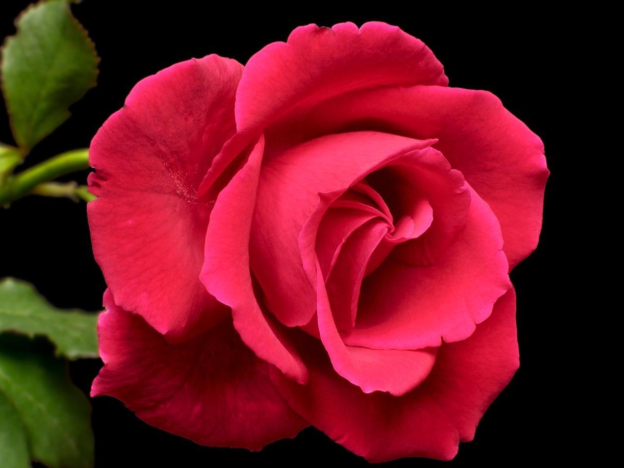 Скачати мобільні шпалери Рози, Квіти, Рослини безкоштовно.