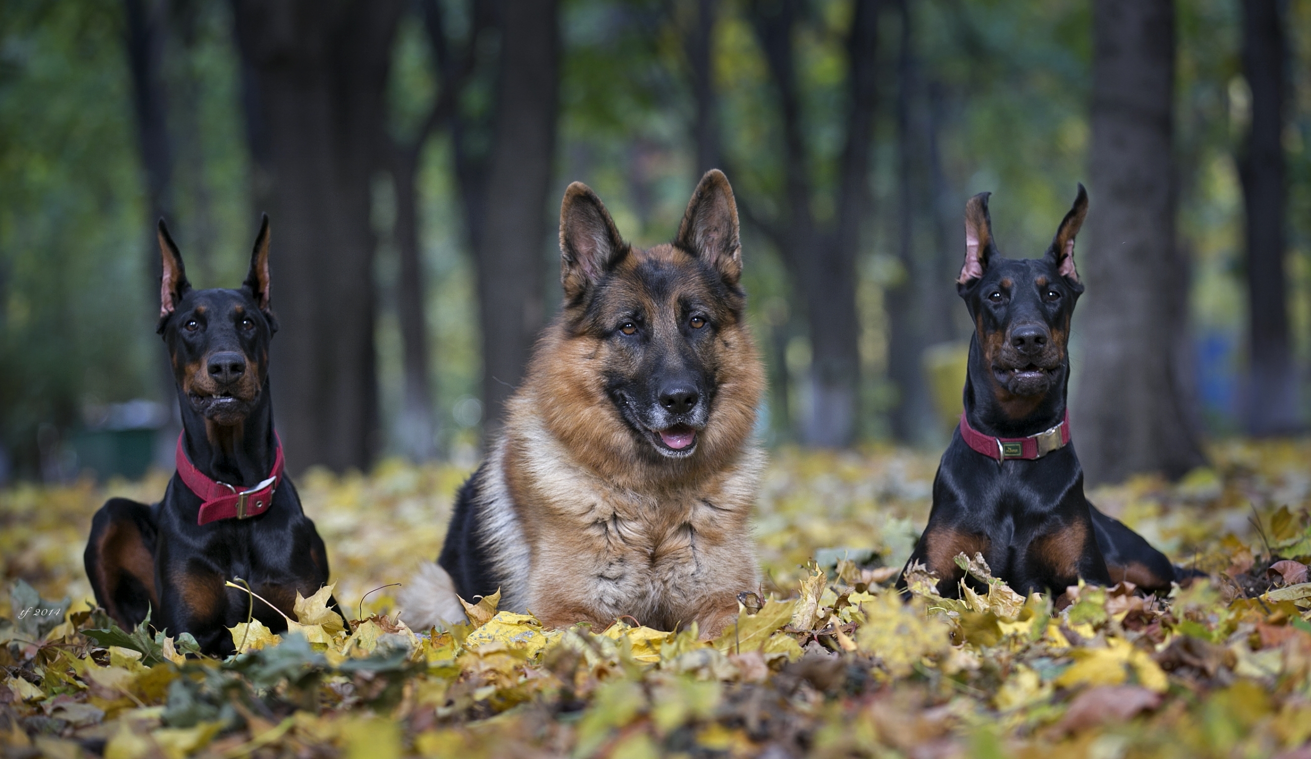 dog, animal, doberman pinscher, german shepherd, dogs