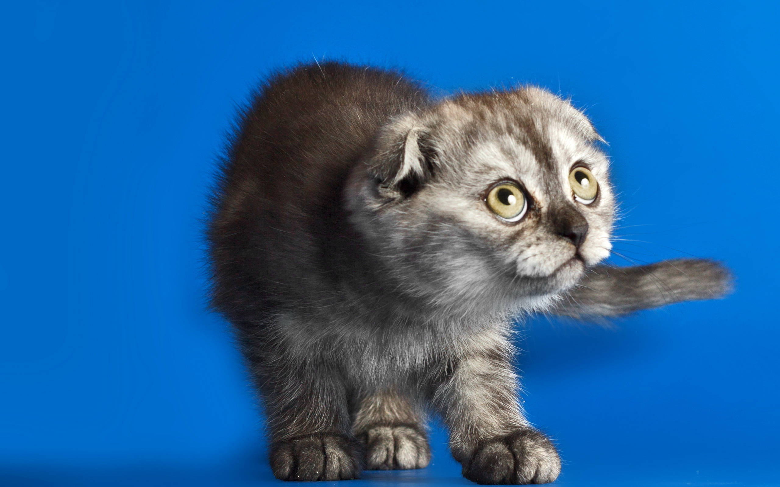 Descarga gratis la imagen Animales, Gatos, Pliegue Escocés en el escritorio de tu PC