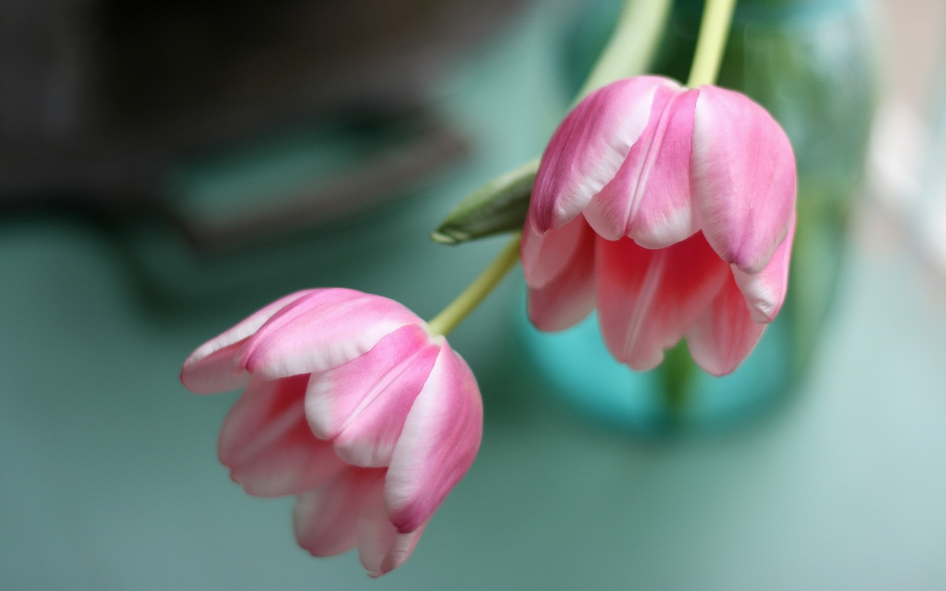 308842 Bildschirmschoner und Hintergrundbilder Blumen auf Ihrem Telefon. Laden Sie  Bilder kostenlos herunter