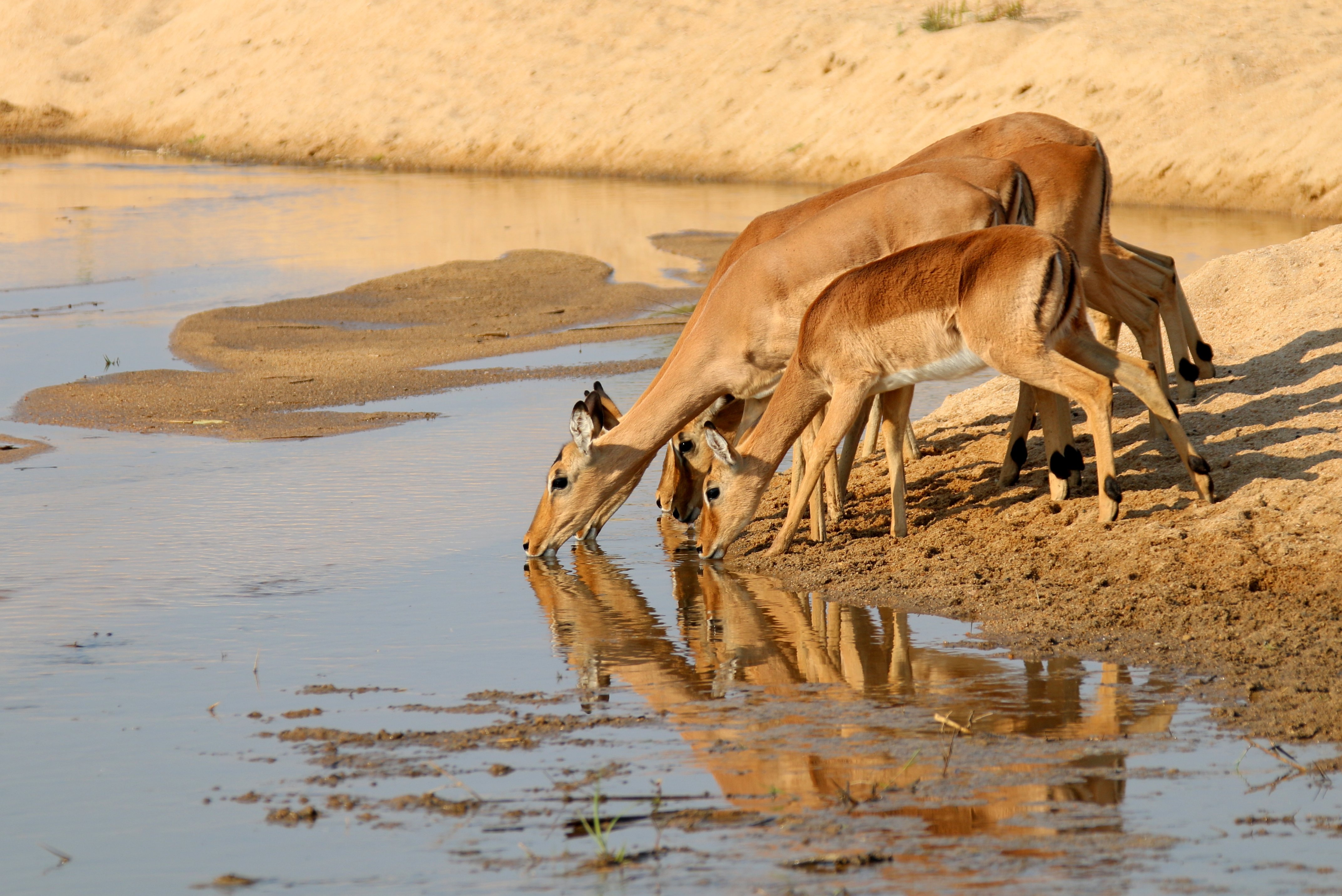 749380 Bild herunterladen tiere, gazelle, antilope, spiegelung - Hintergrundbilder und Bildschirmschoner kostenlos
