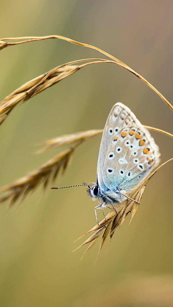 Download mobile wallpaper Butterfly, Animal for free.