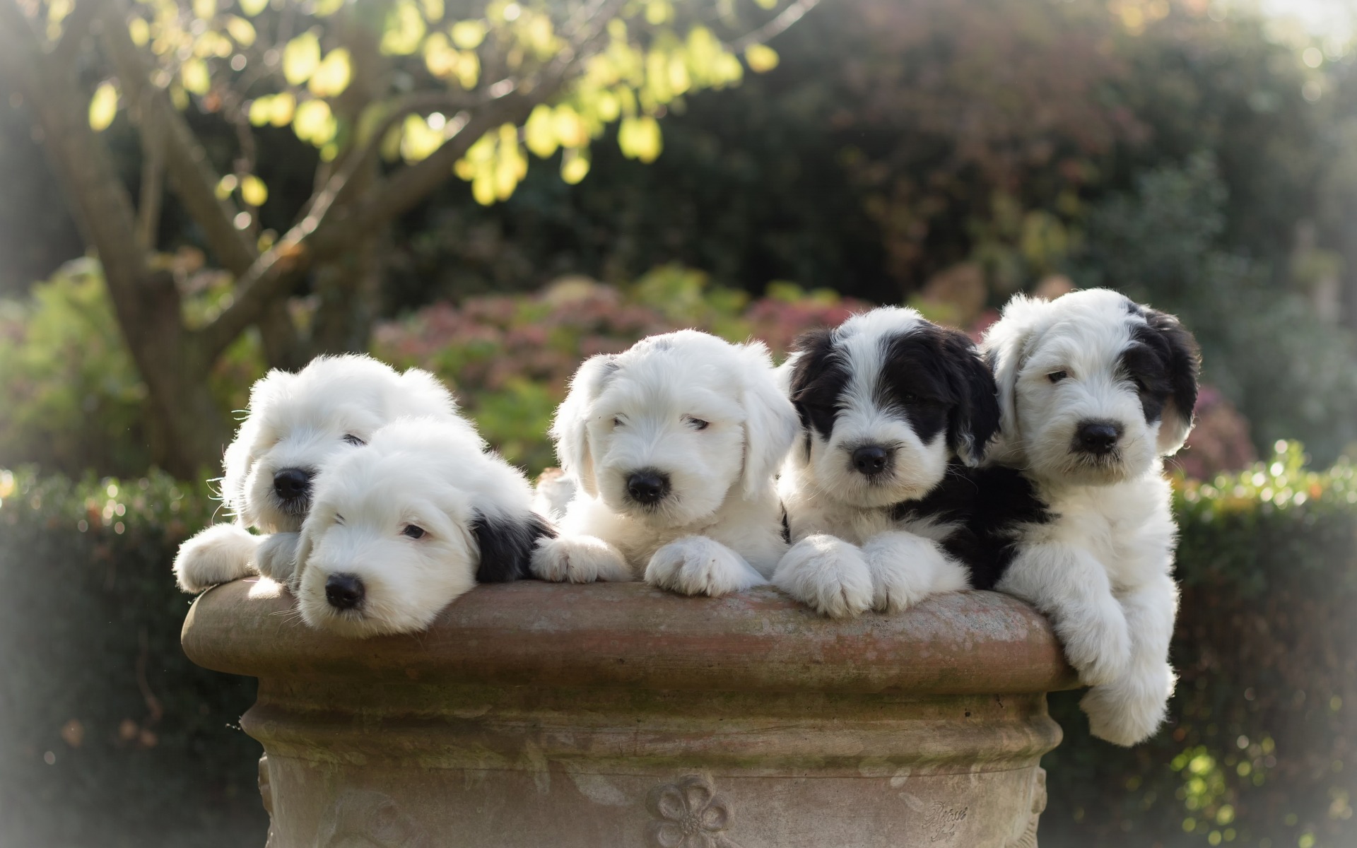 animal, old english sheepdog, dog, puppy, dogs