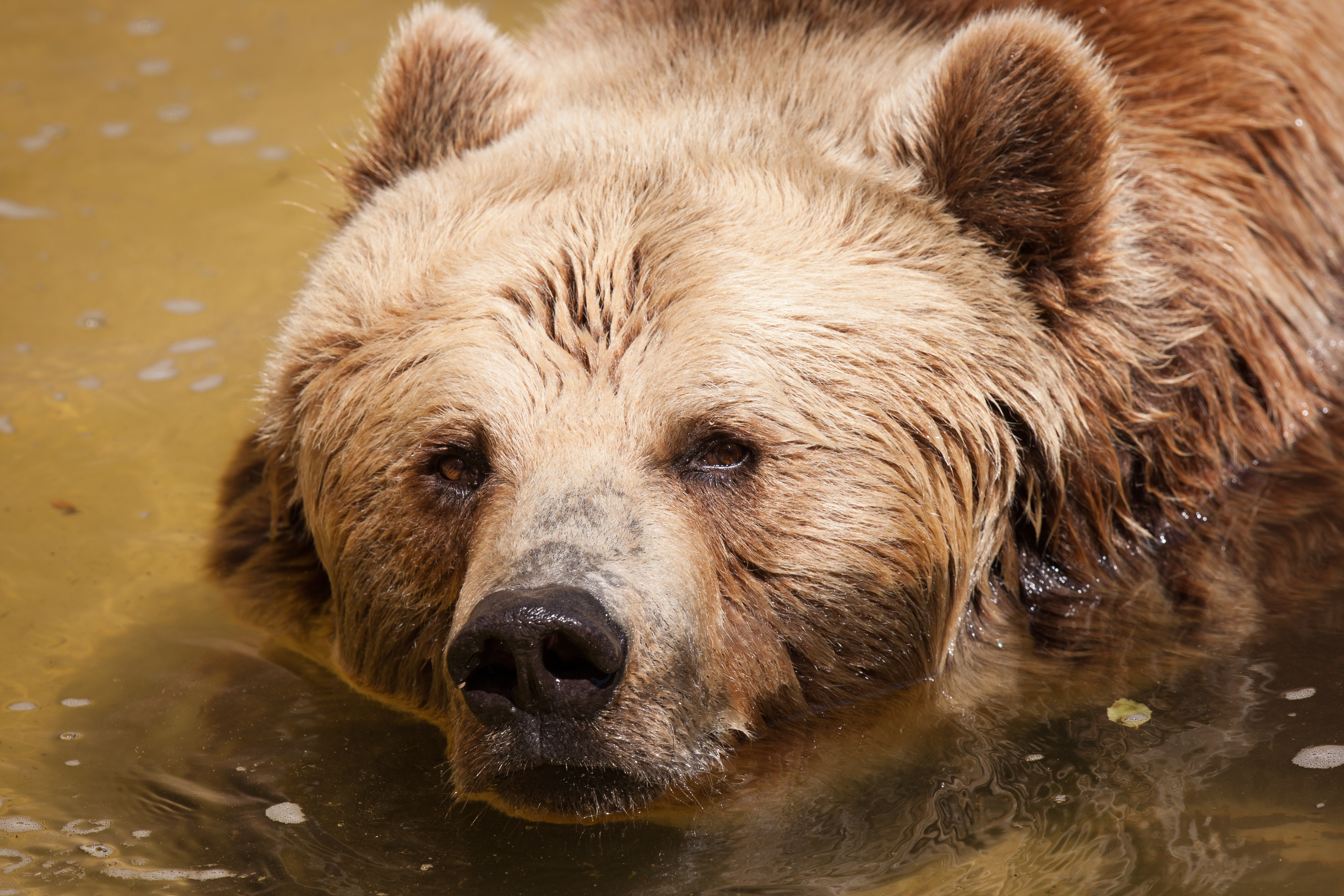 Download mobile wallpaper Bears, Close Up, Bear, Animal, Stare for free.