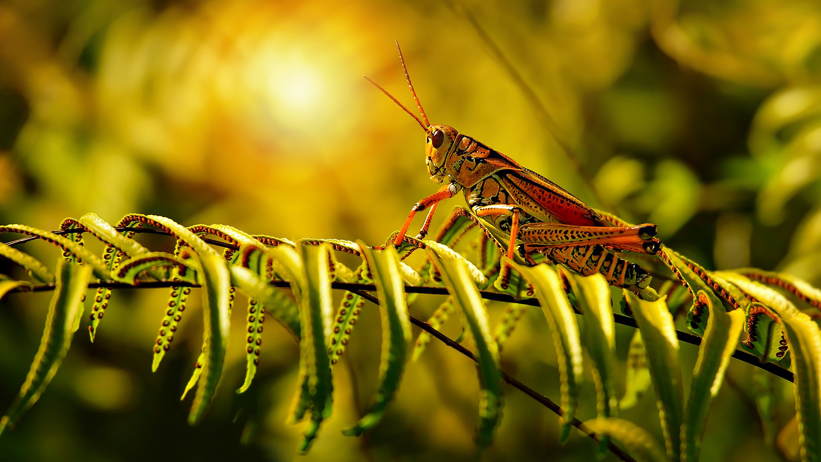 Laden Sie das Tiere, Insekt, Grashüpfer-Bild kostenlos auf Ihren PC-Desktop herunter