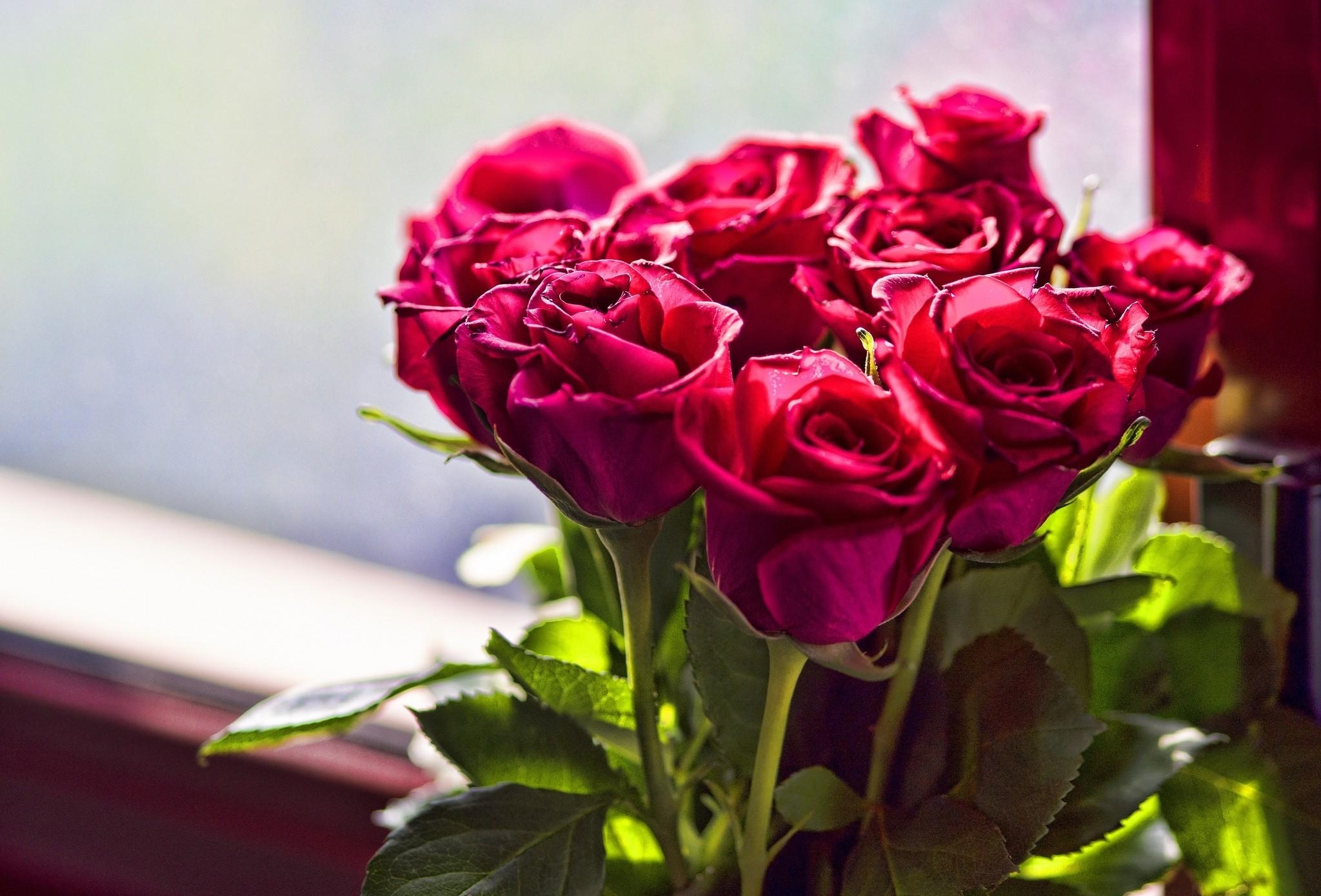 Download mobile wallpaper Bouquet, Smooth, Leaves, Flowers, Light, Shine, Blur, Roses for free.