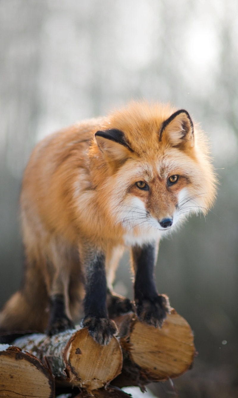 Téléchargez des papiers peints mobile Animaux, Renard, Profondeur De Champ gratuitement.