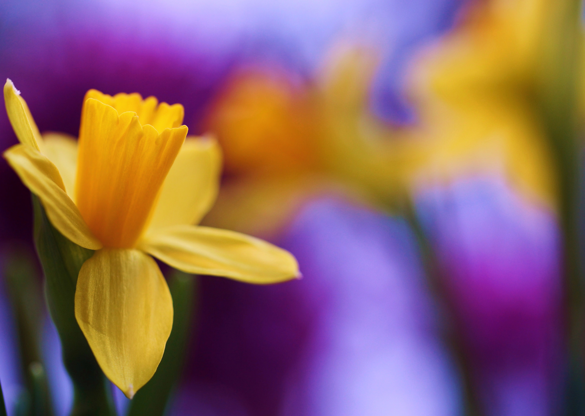 Download mobile wallpaper Nature, Flowers, Flower, Macro, Blur, Earth, Yellow Flower, Daffodil for free.