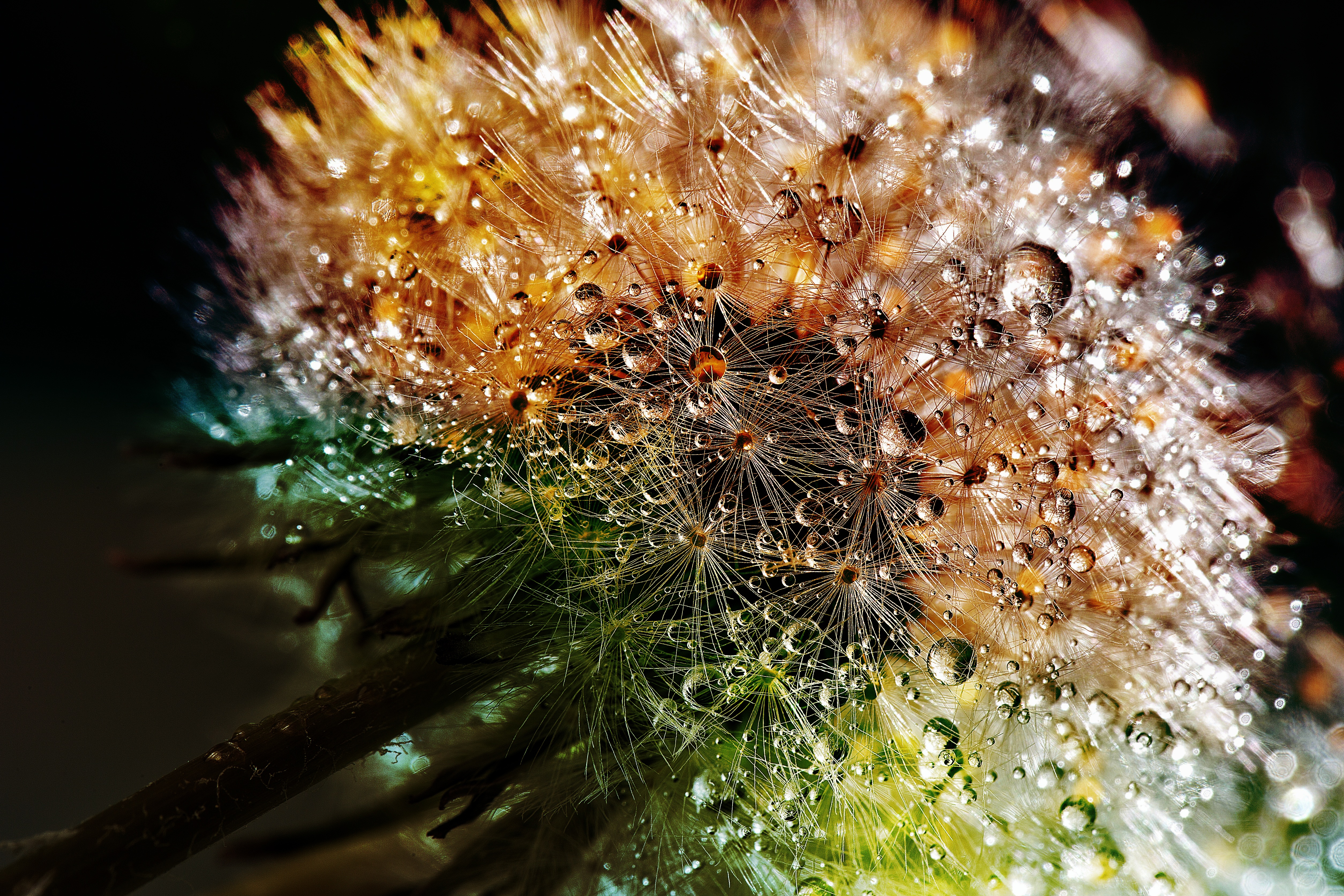 dandelion, drops, flower, macro, close up, fluff, fuzz Full HD