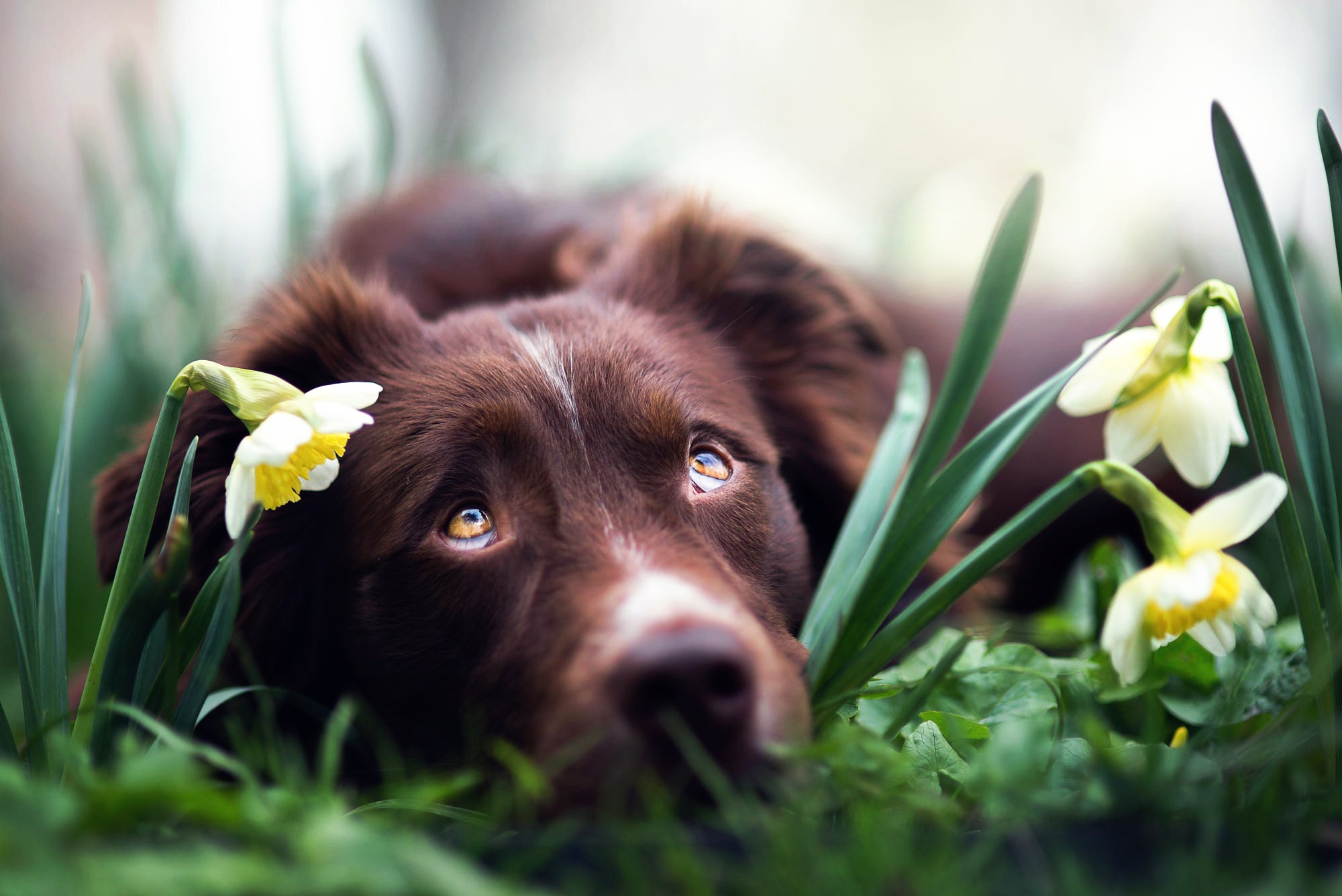 Laden Sie das Tiere, Hunde, Blume, Hund, Schnauze, Australischer Hirte-Bild kostenlos auf Ihren PC-Desktop herunter