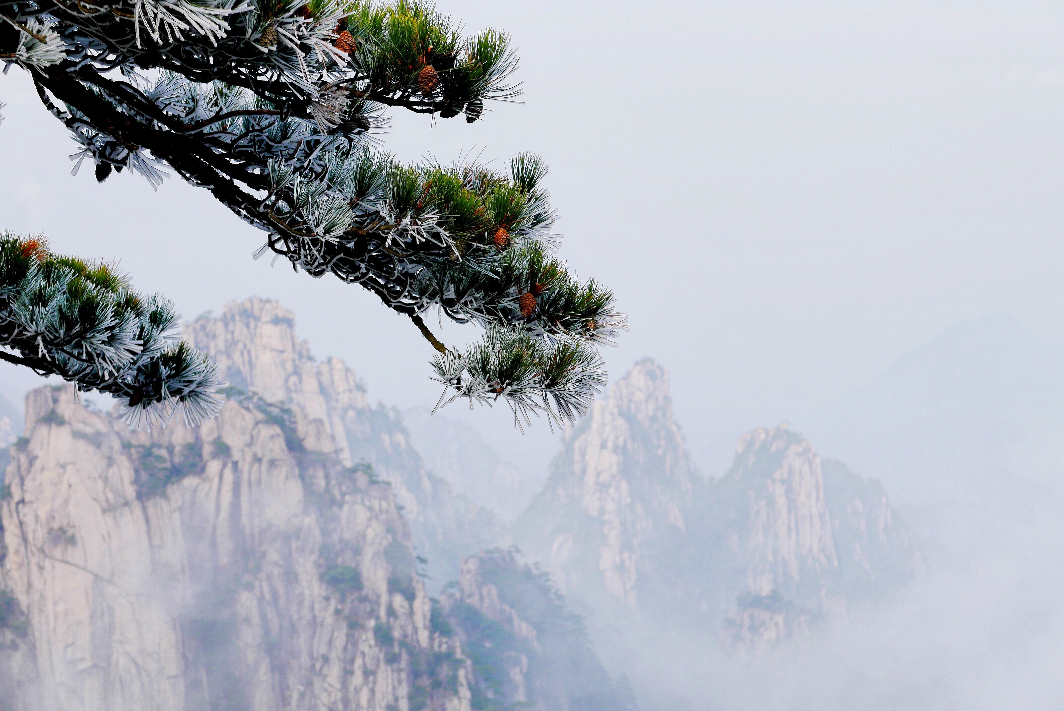 Téléchargez gratuitement l'image Nature, Brouillard, Épicéa, Sapin, Montagnes sur le bureau de votre PC