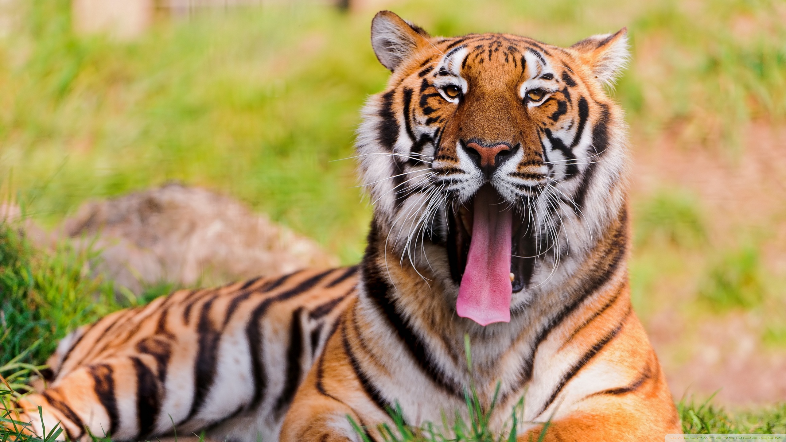 Baixe gratuitamente a imagem Gatos, Animais, Tigre na área de trabalho do seu PC