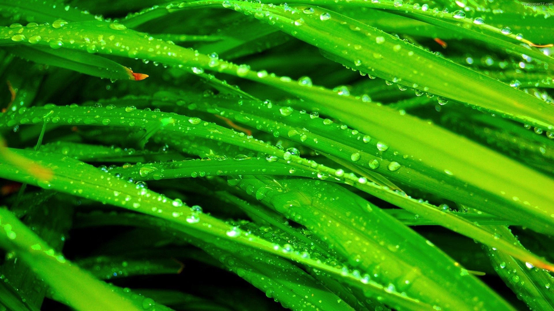 grass, drops, macro, wet, greens, dew, humid Full HD
