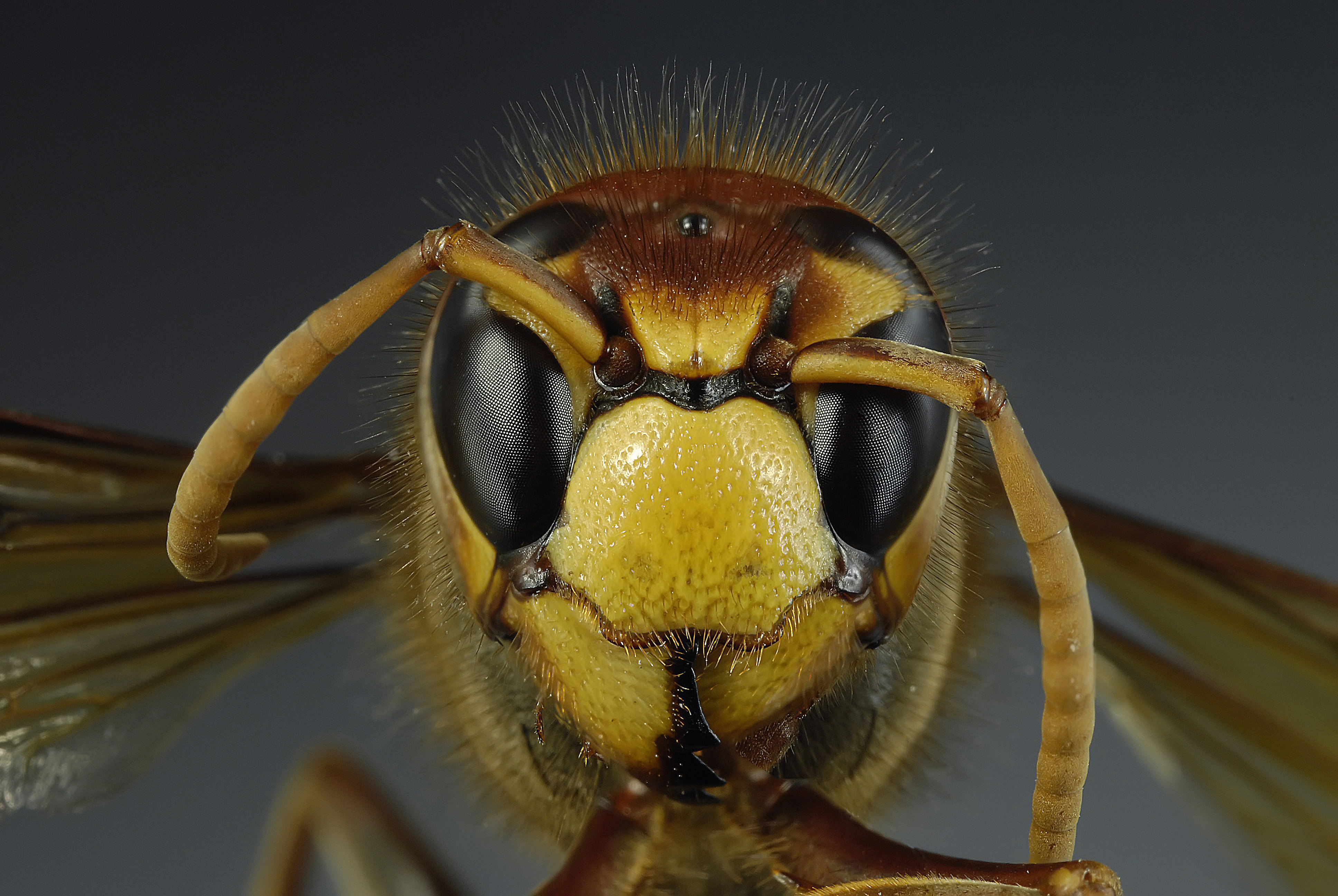 Laden Sie das Tiere, Insekten, Wespe-Bild kostenlos auf Ihren PC-Desktop herunter