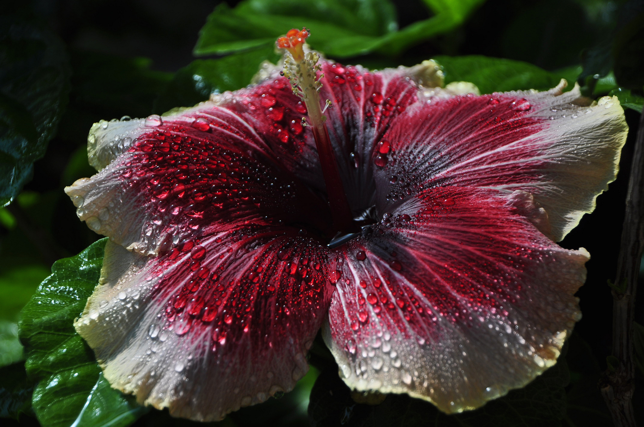 Laden Sie das Blumen, Blume, Hibiskus, Wassertropfen, Rote Blume, Erde/natur-Bild kostenlos auf Ihren PC-Desktop herunter