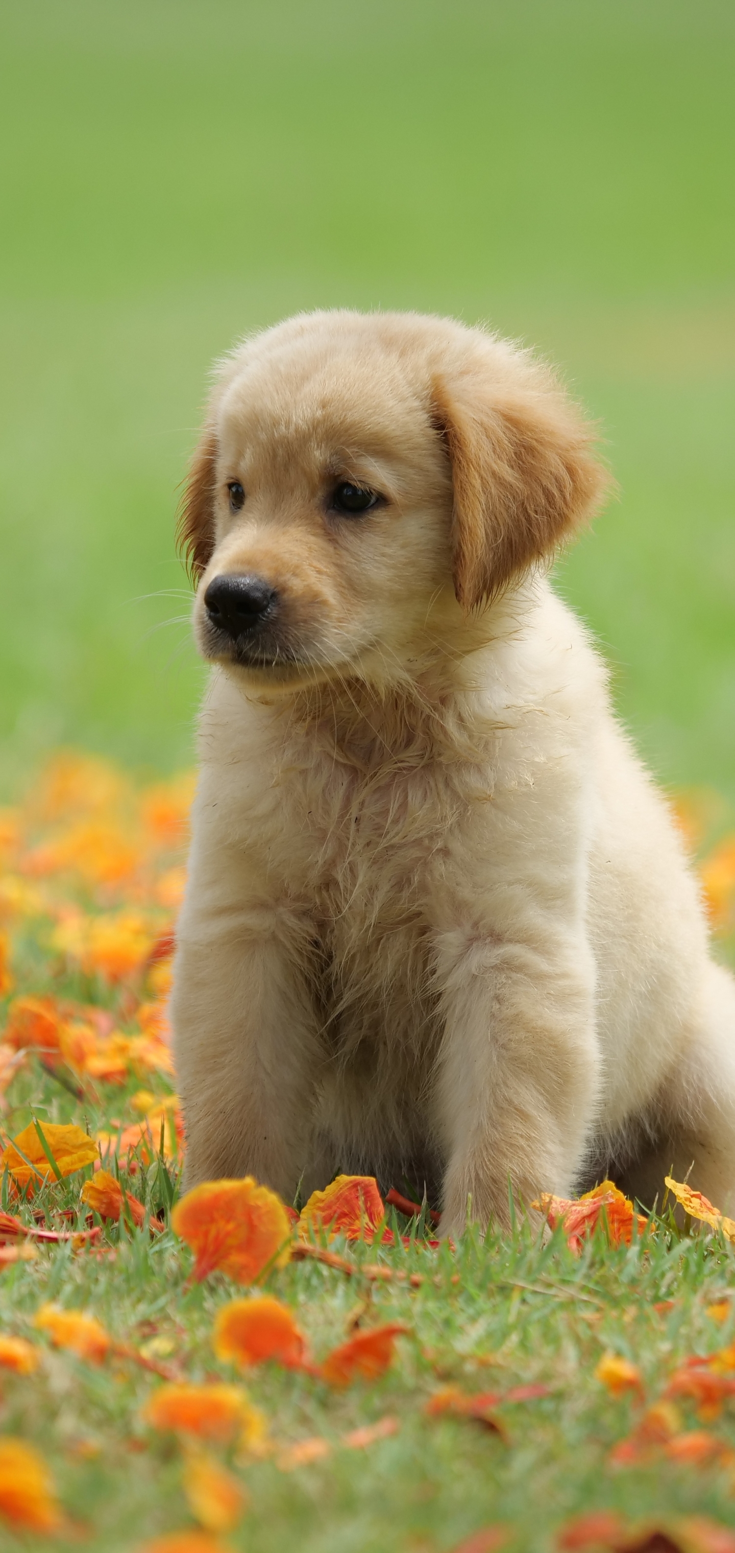 Handy-Wallpaper Tiere, Hunde, Hund, Welpen, Golden Retriever, Tierbaby, Welpe kostenlos herunterladen.