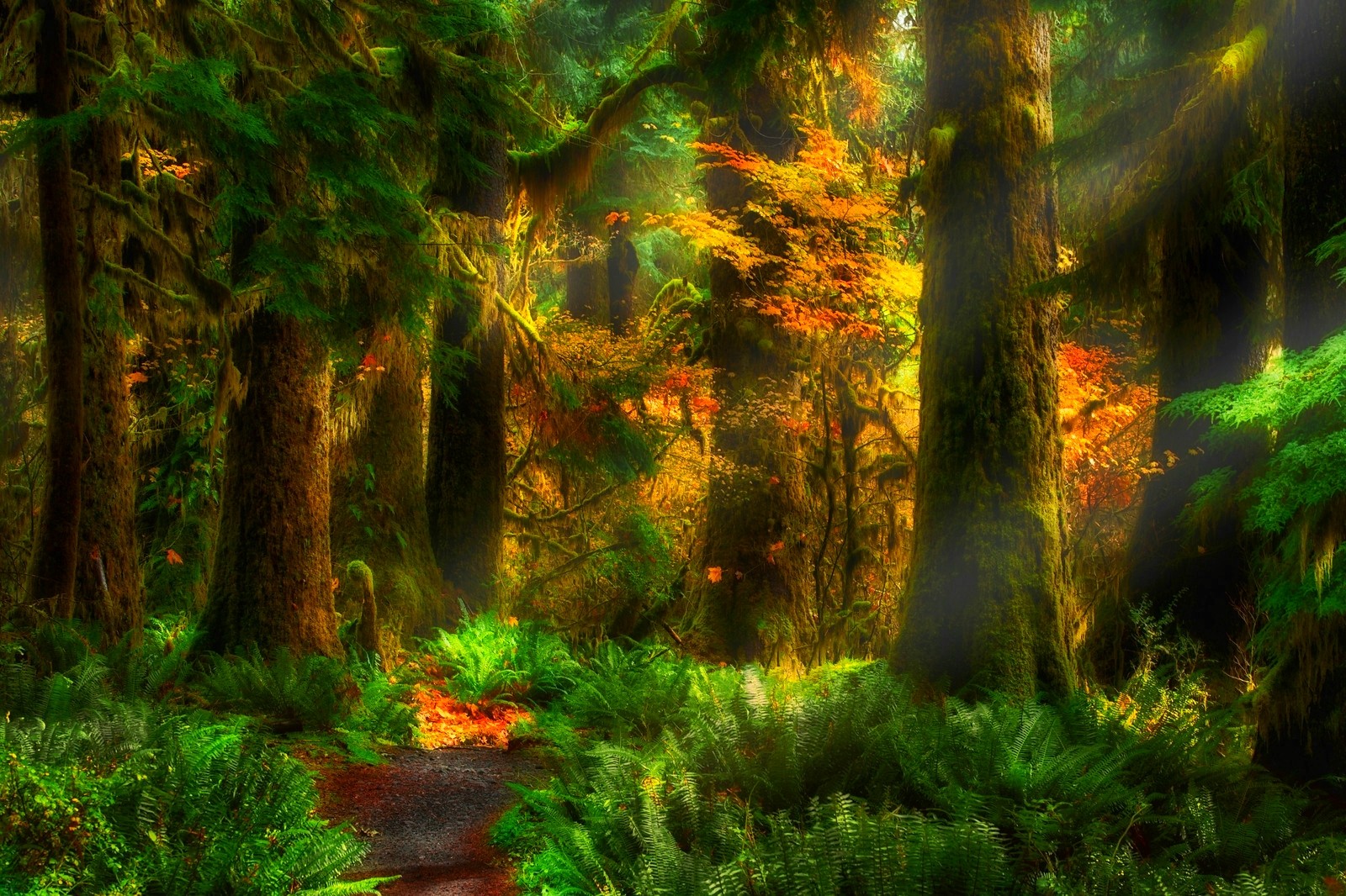 Скачать обои бесплатно Осень, Лес, Дерево, Солнечный Луч, Земля/природа, Солнечный Лучик картинка на рабочий стол ПК